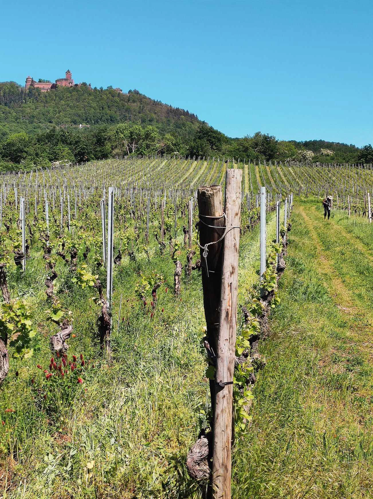 Parcelle à Saint-Hippolyte