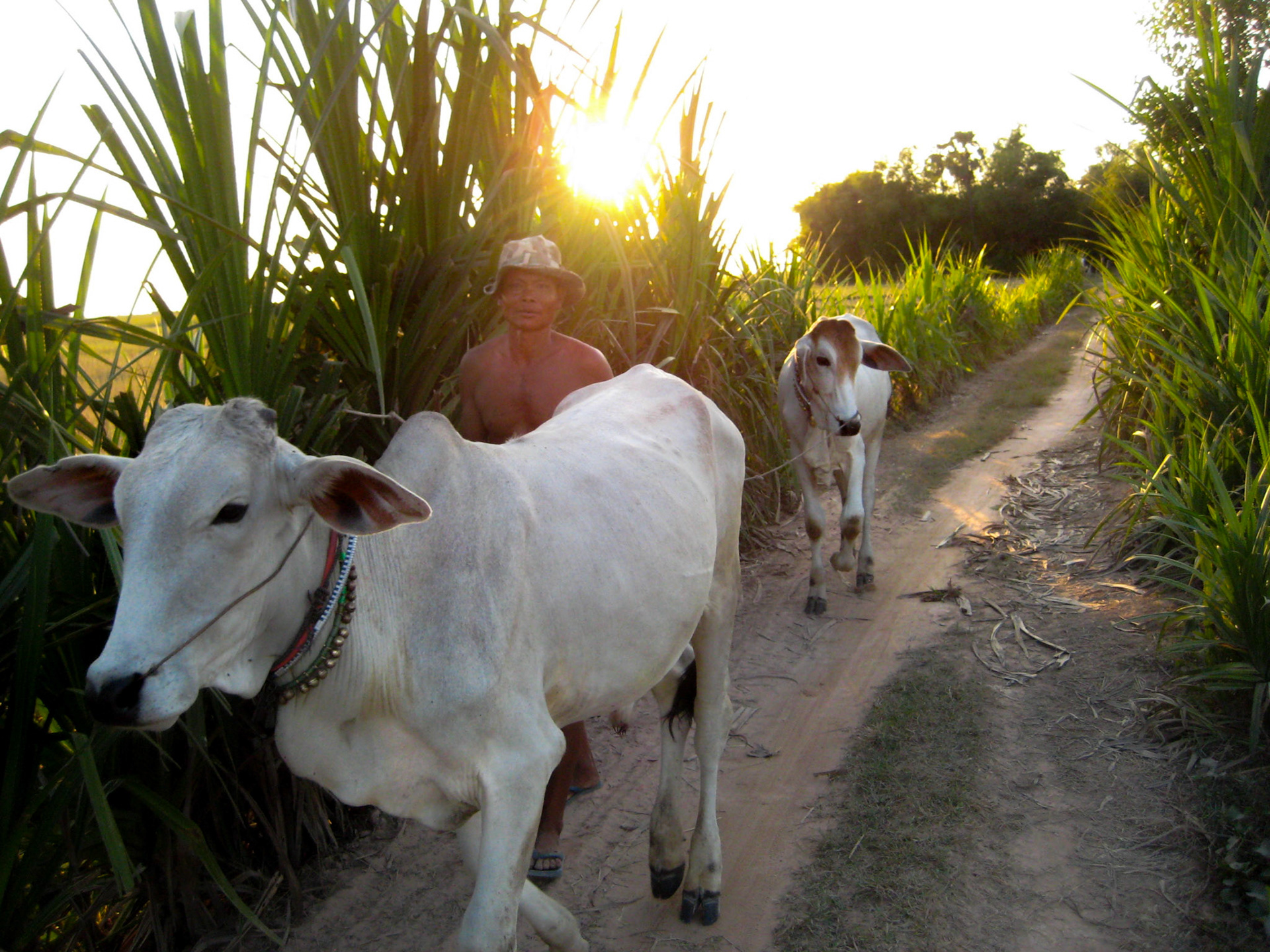 Day's end. Puok, Cambodia