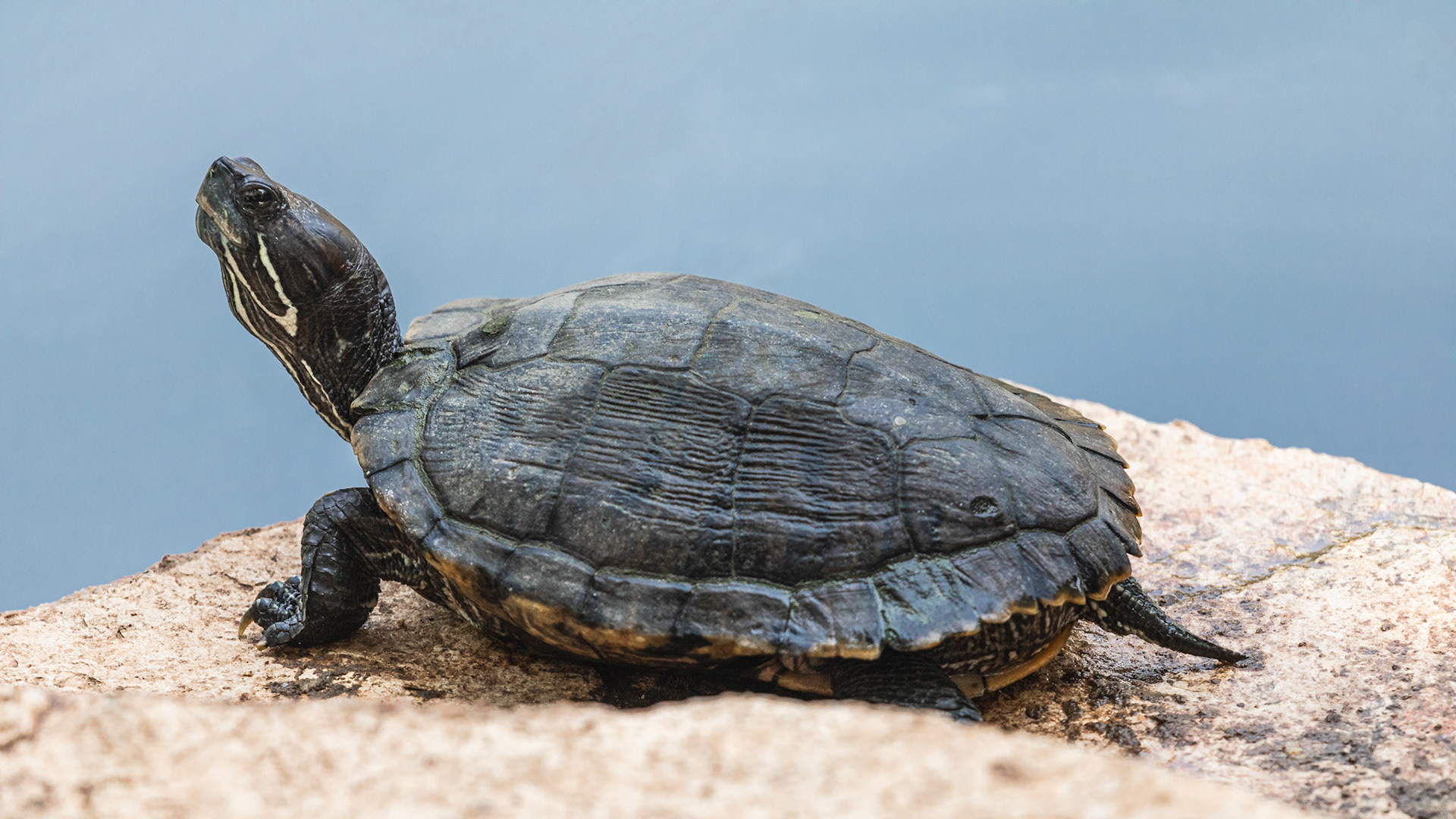 Small turtle on a rock near the water