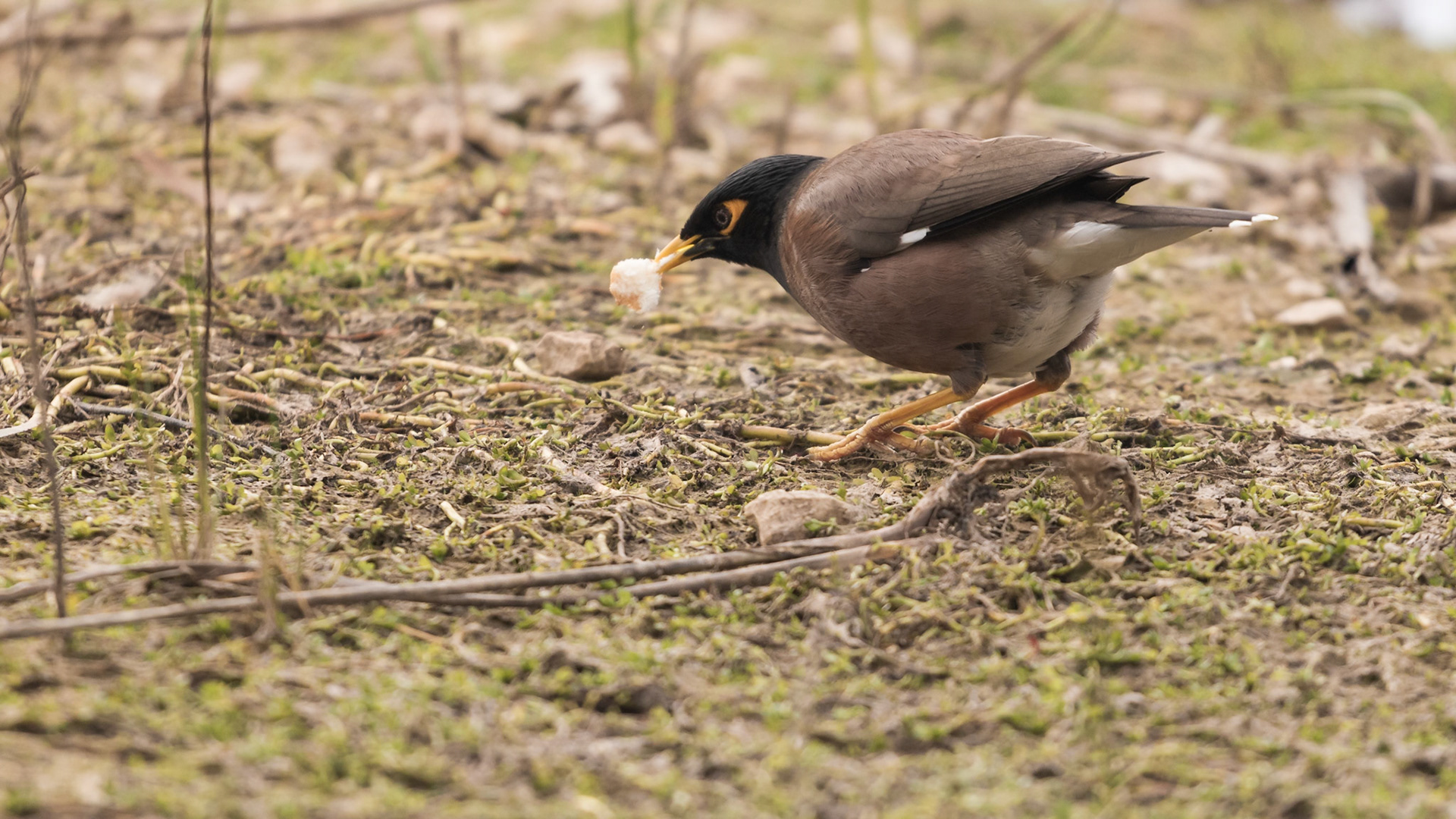Hungry myna bird looking for food