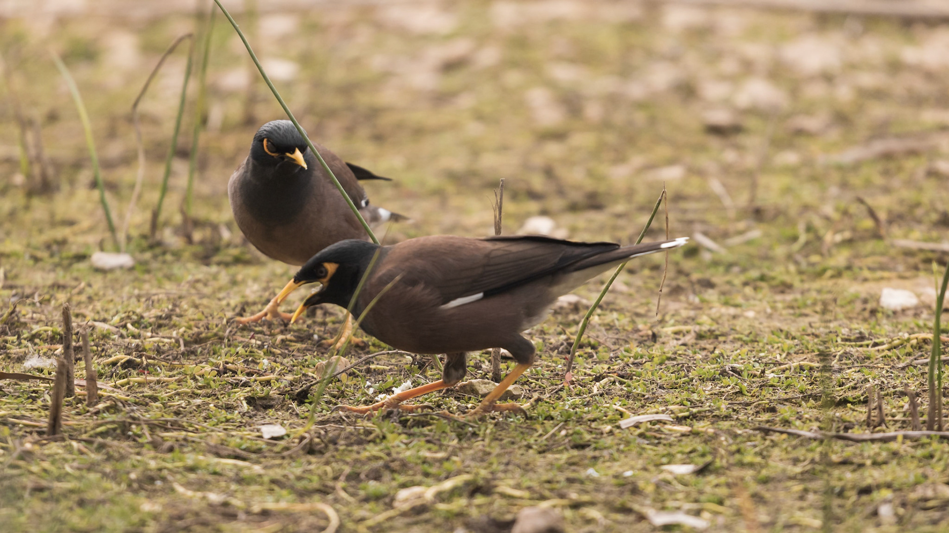 Pair of myna birds looking for food in the park