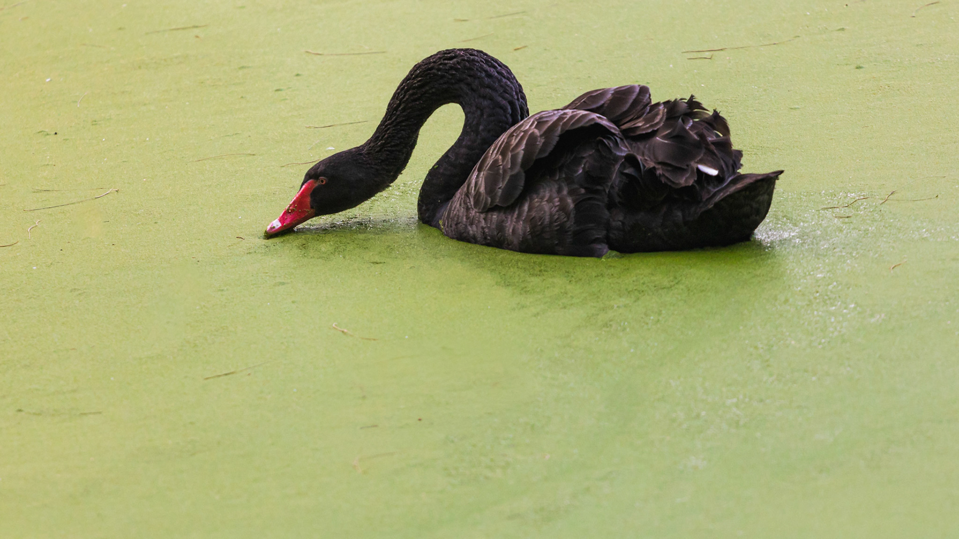 Beautiful black swan  swimming in the lake