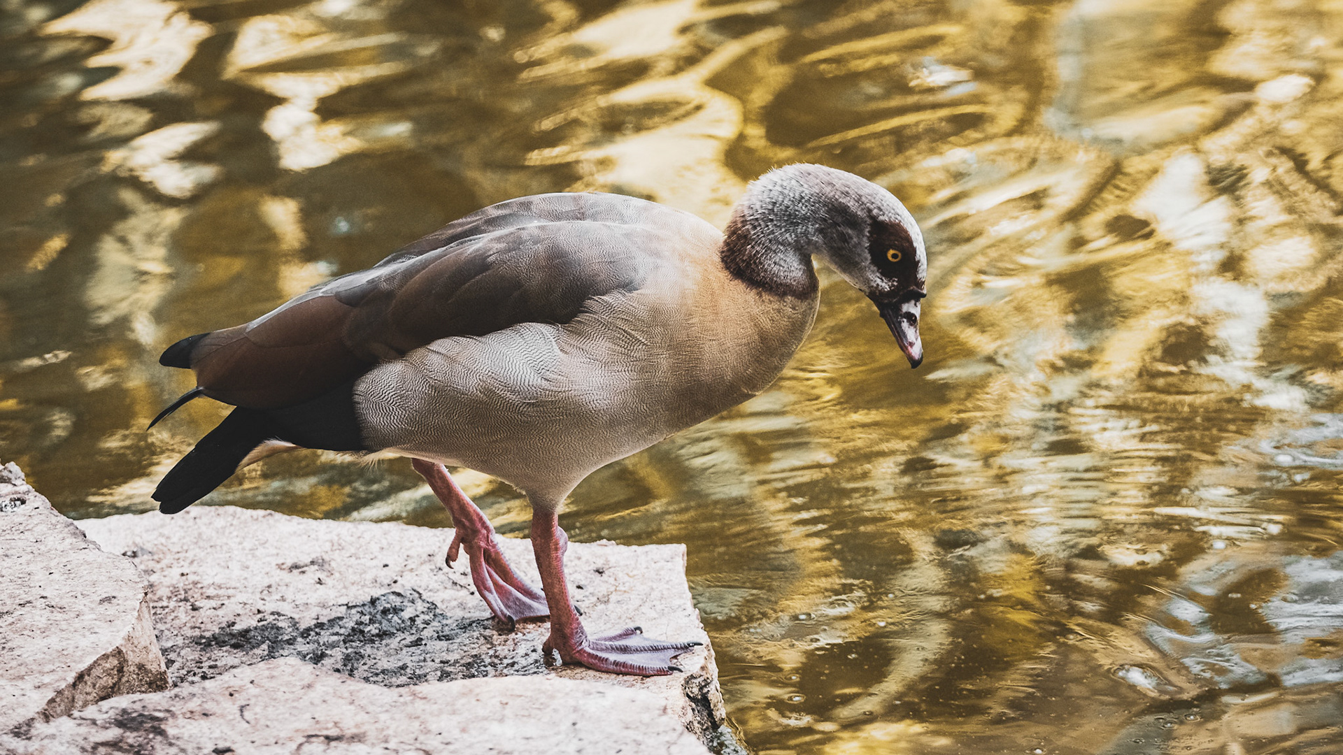 Beautiful Egyptian Goose standing on a rock the water