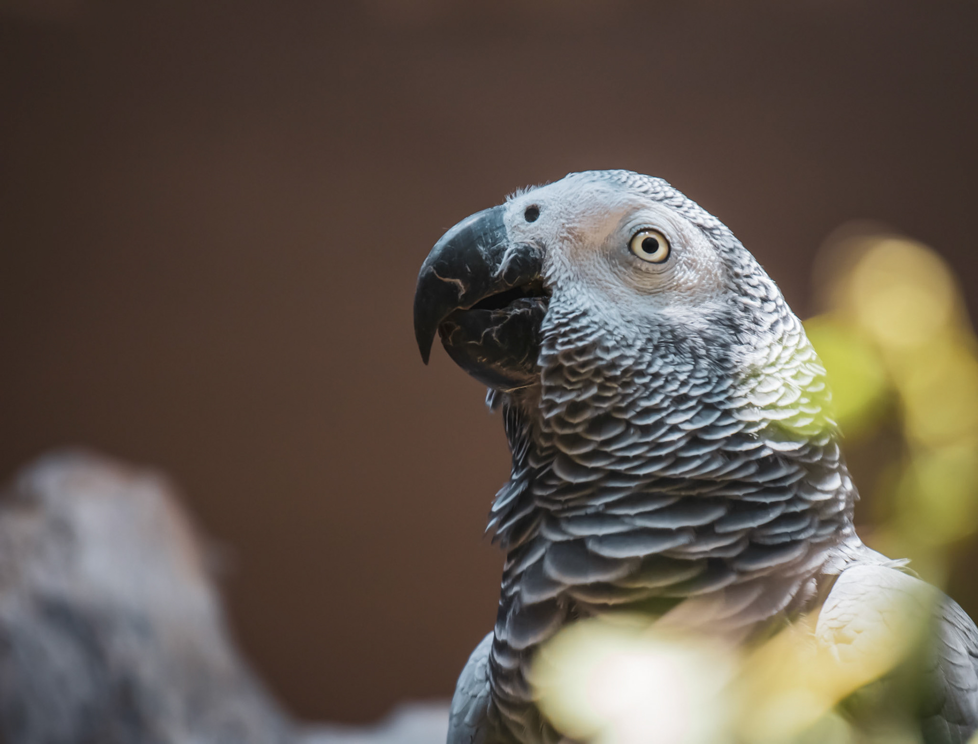 Beautiful parrot shot at the zoo in Haifa, Israel