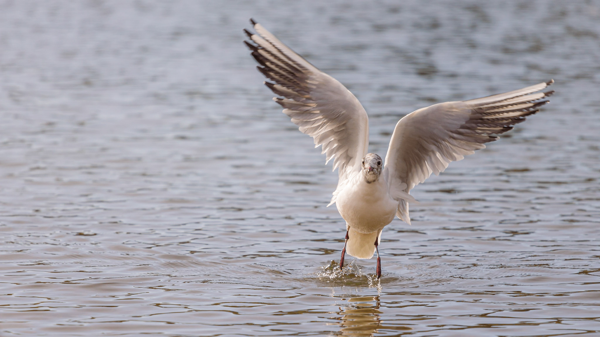 Seagull taking flight to catch bread