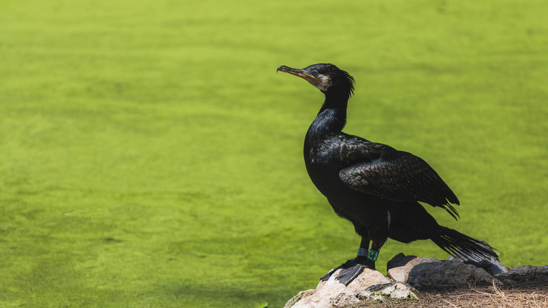 Beautiful Cormorant standing on a rock near the lake