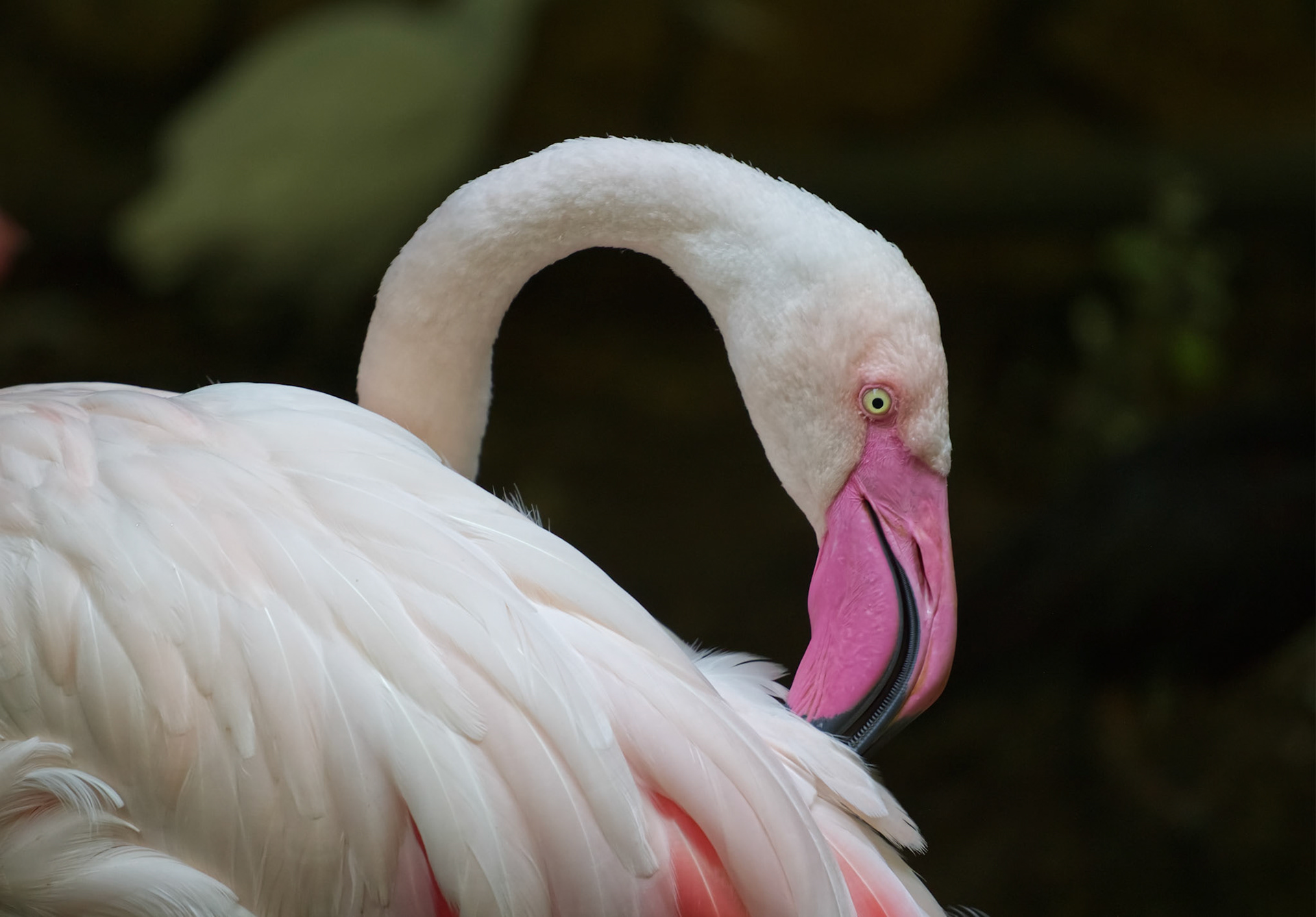 Beautiful Flamingo Scratching feathers