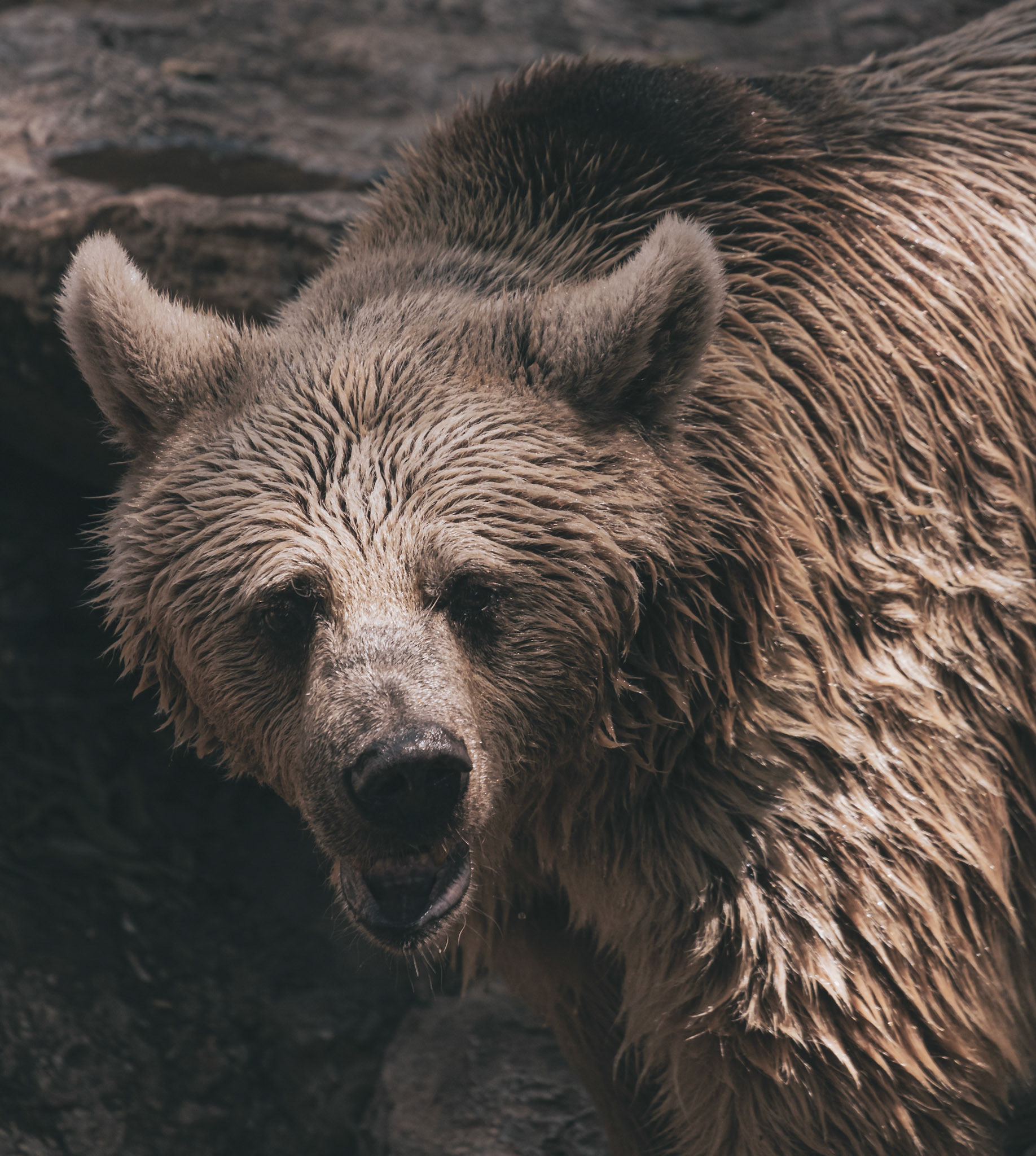 Grizzly bear at the safari zoo