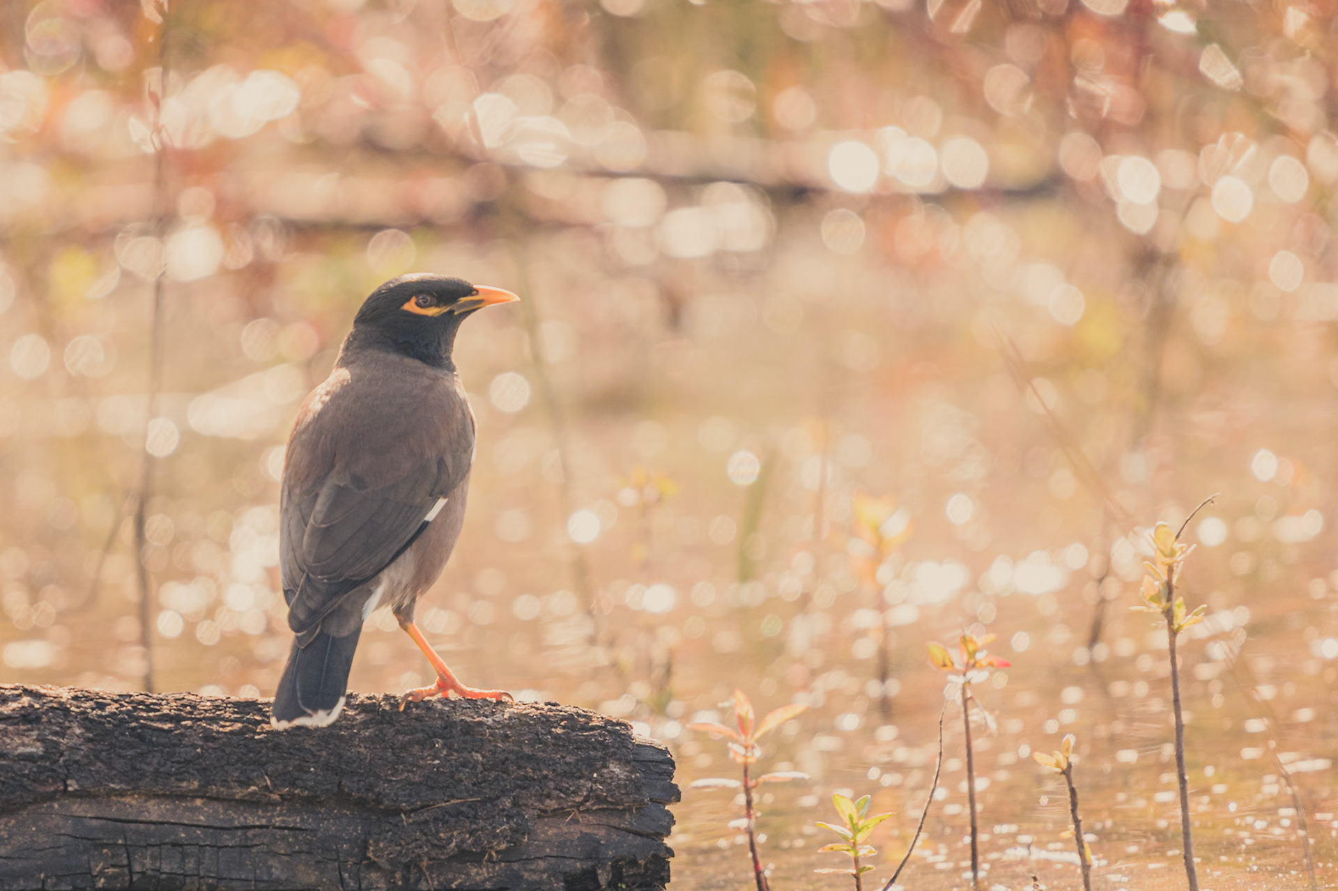 Beautiful myna standing on a broken branch near the lake