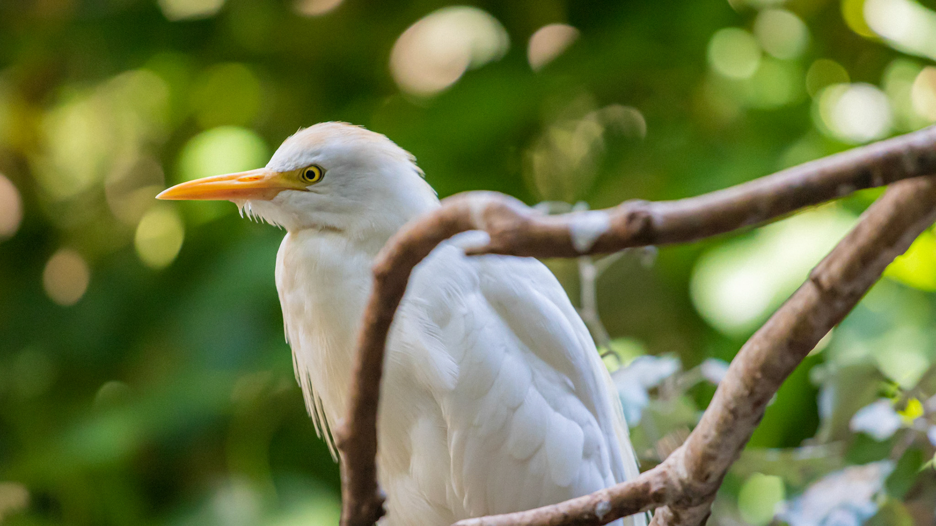 Egret sitting on branch in the tree