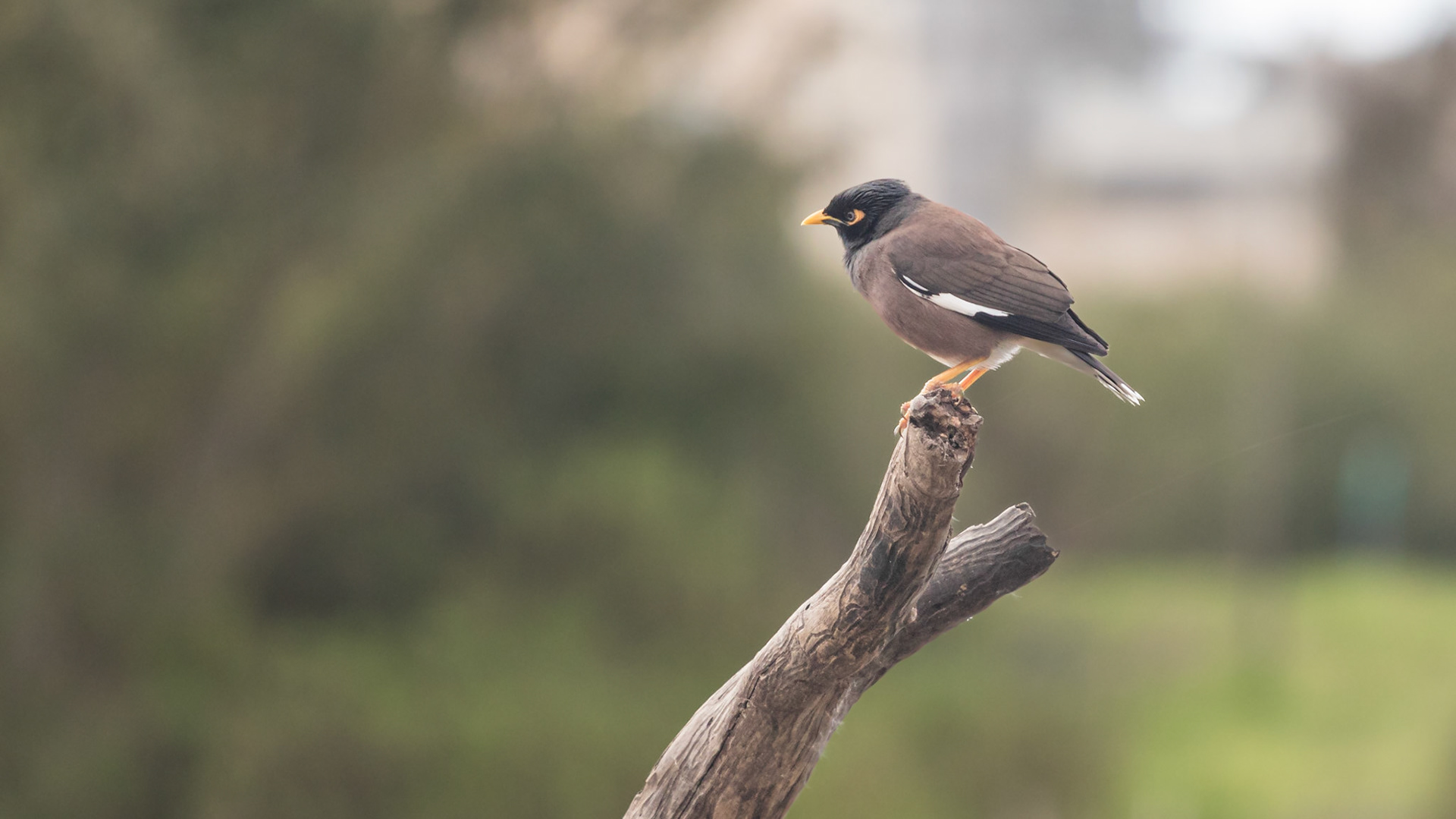Myna standing on a branch