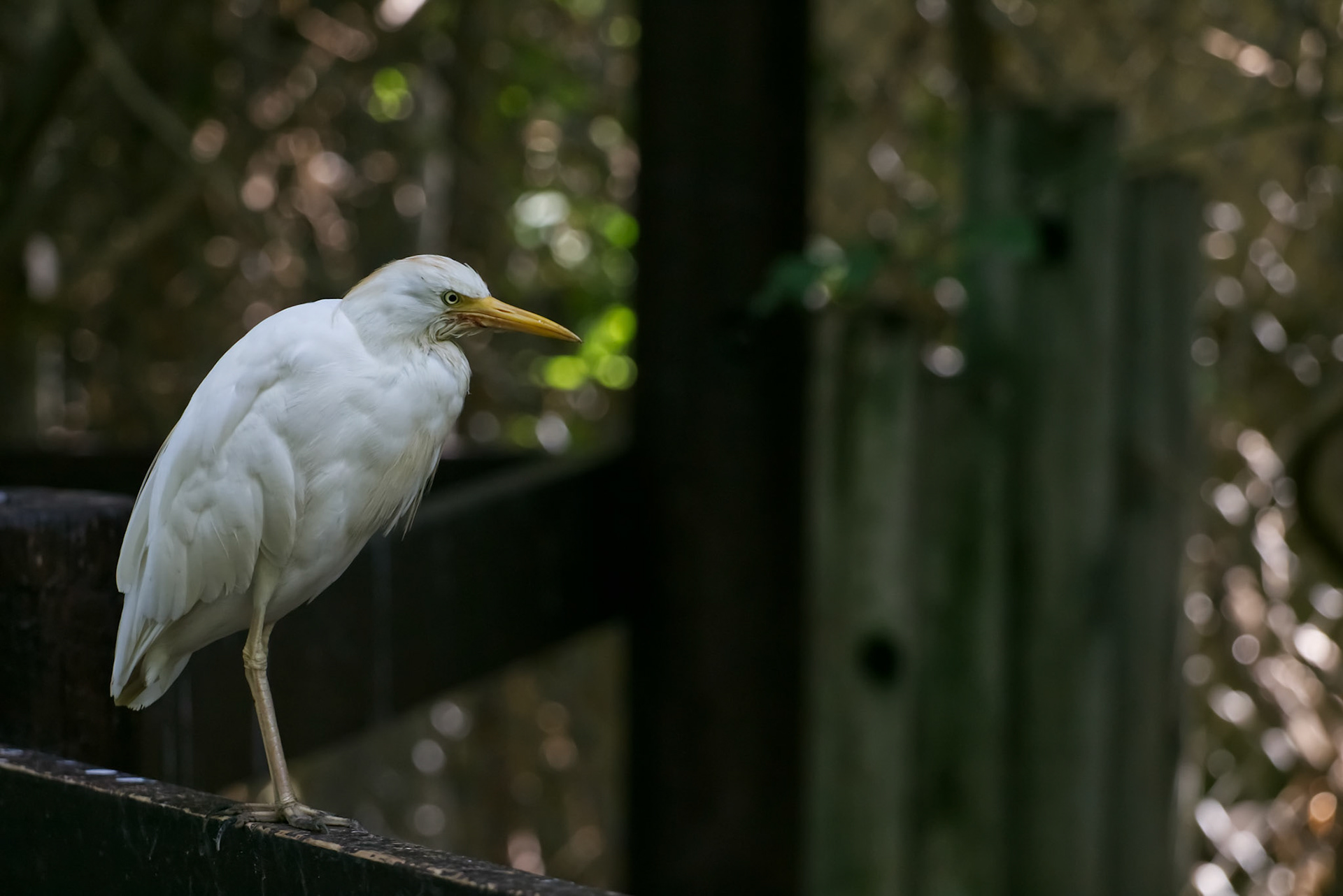 Egret standing on ledge