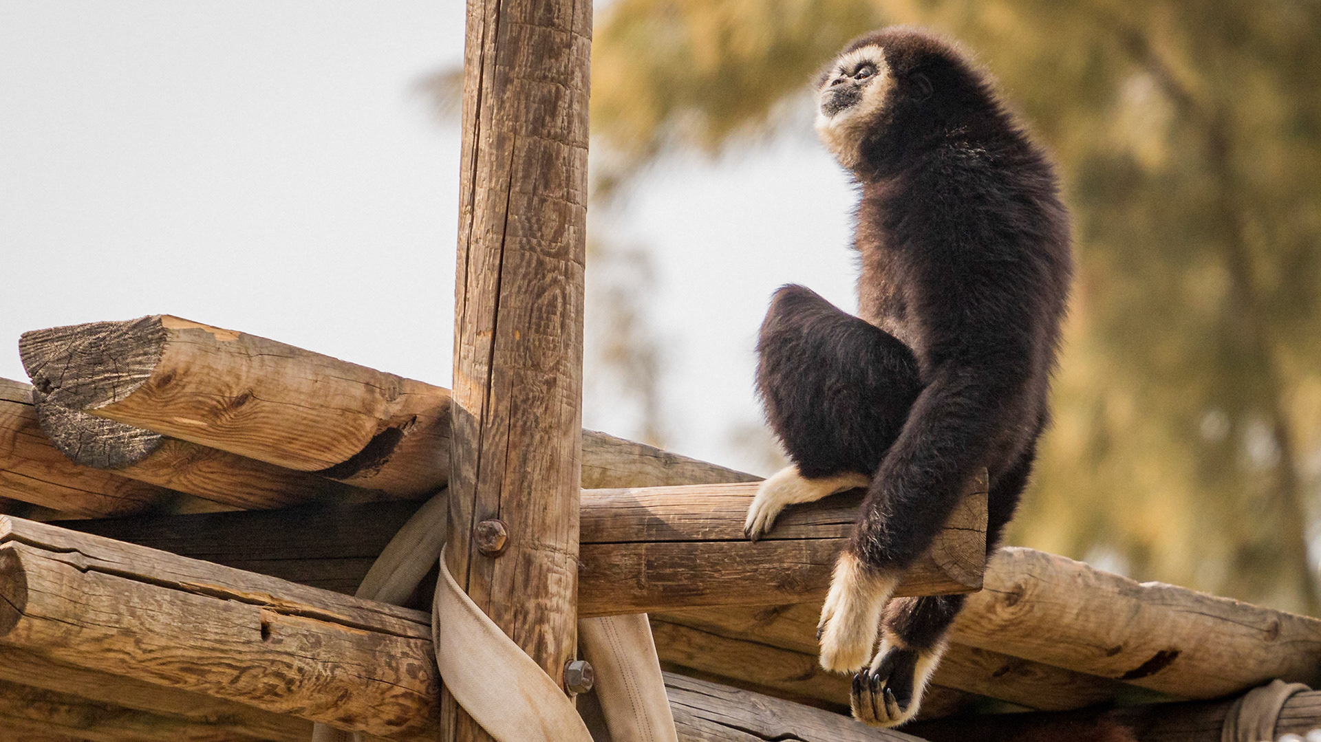 White Headed Gibbon climbing at the zoo