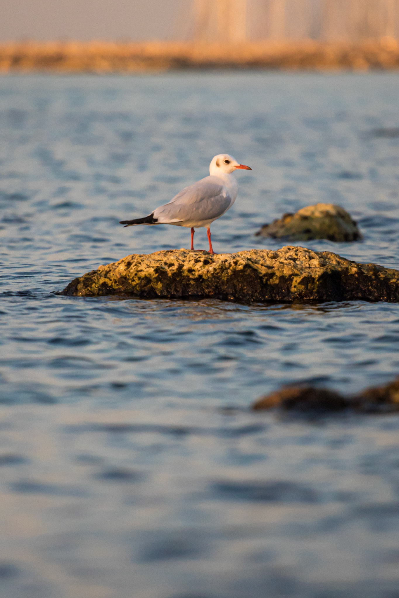 Seagull on the beach sitting on a rock