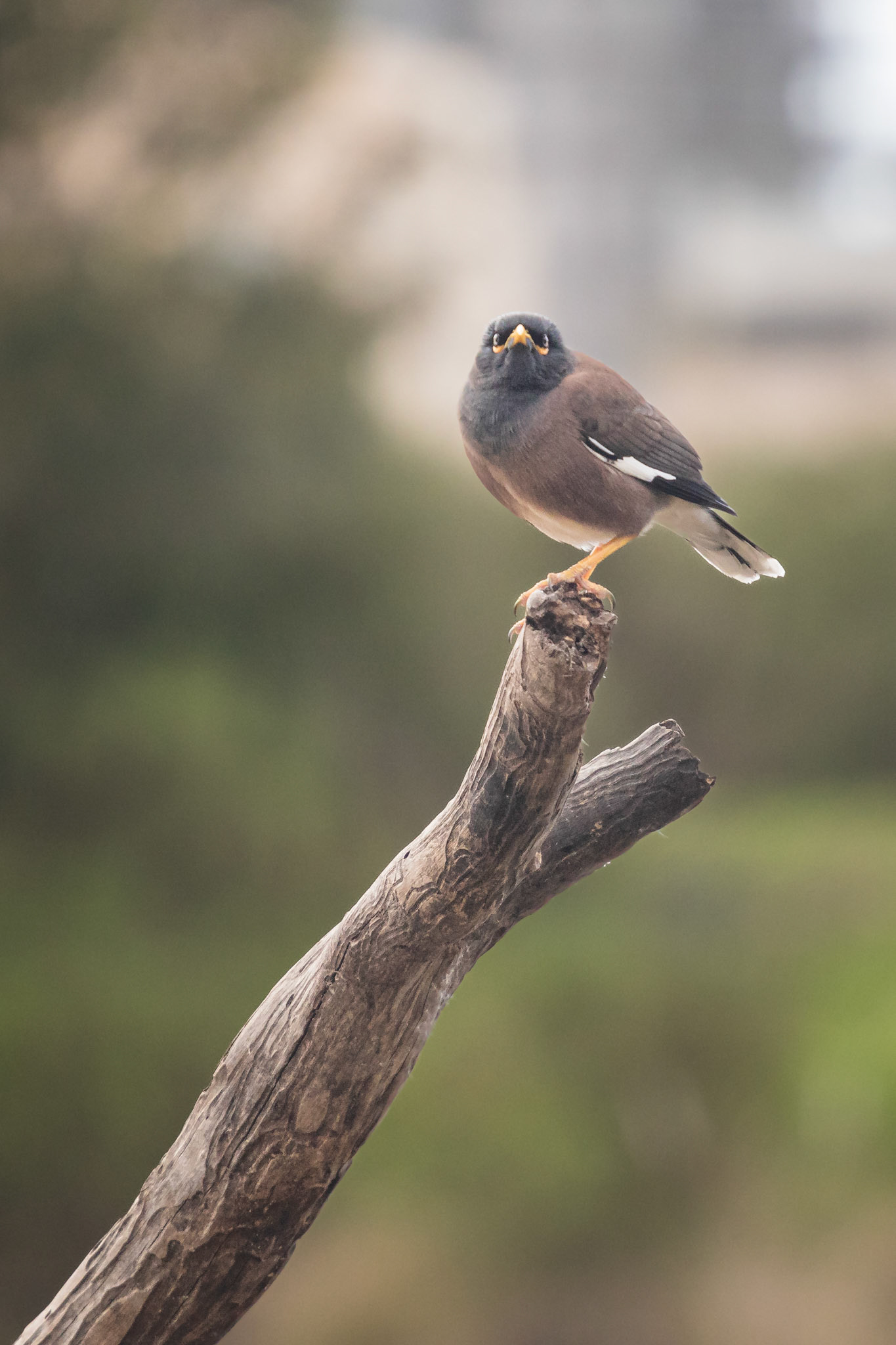 Myna standing on a branch