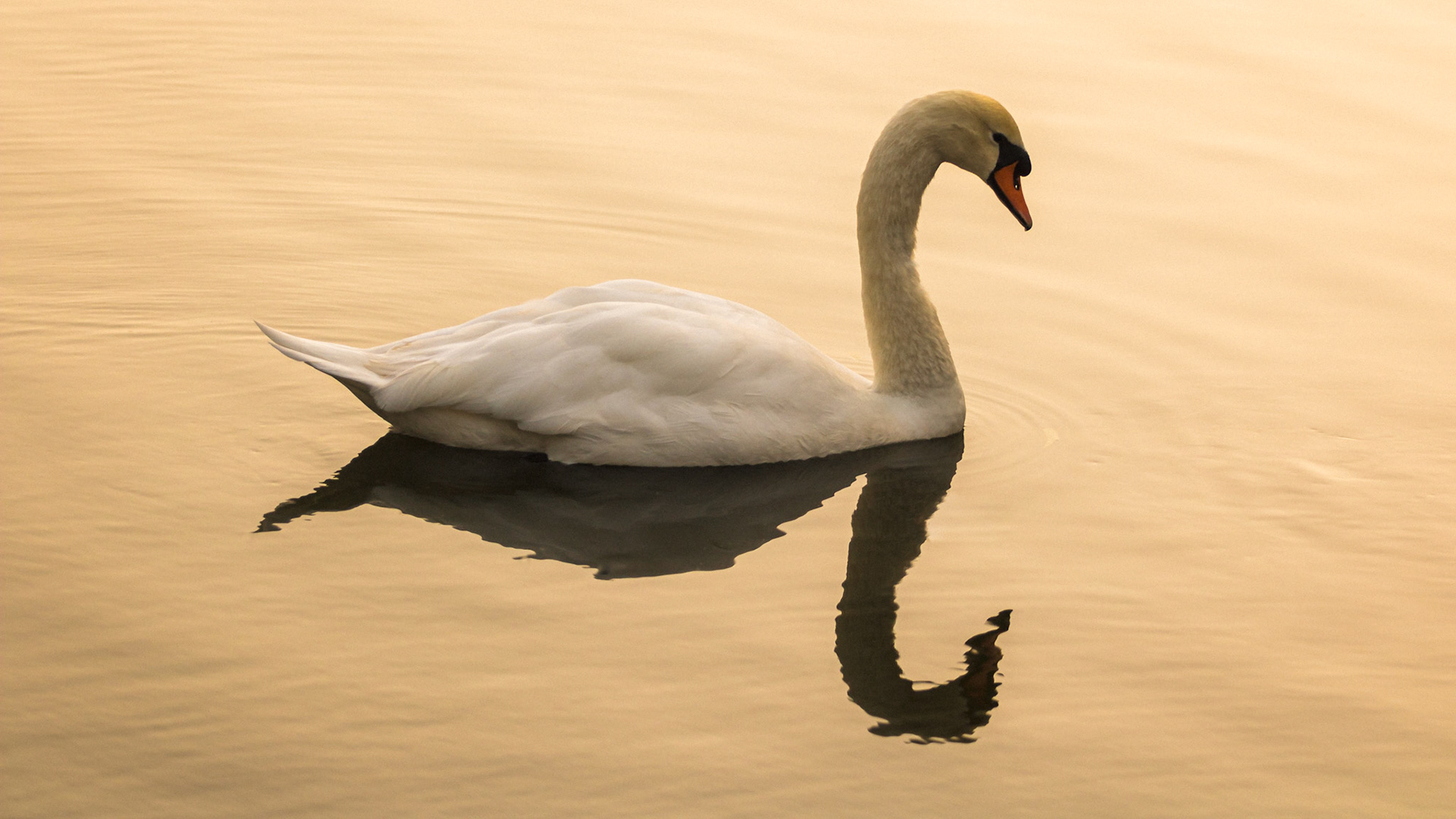 Beautiful white swan swiming in the lake at sundown