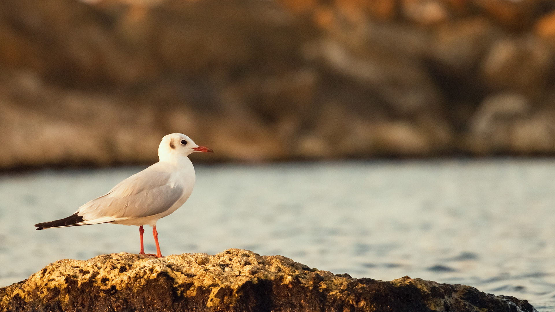 seagull sitting on a rock at the beach in tell aviv
