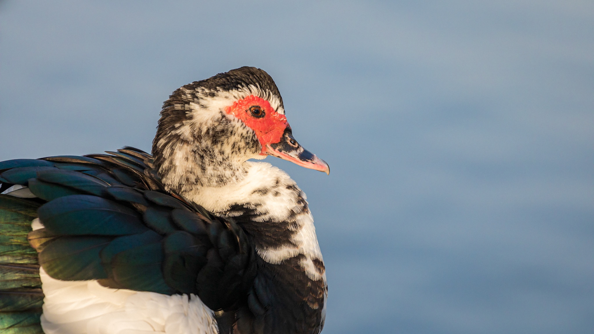 Beautiful Muscovy duck sitting near the water