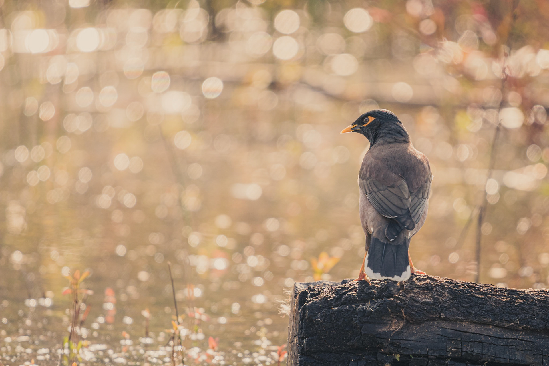 Beautiful myna standing on a broken branch near the lake