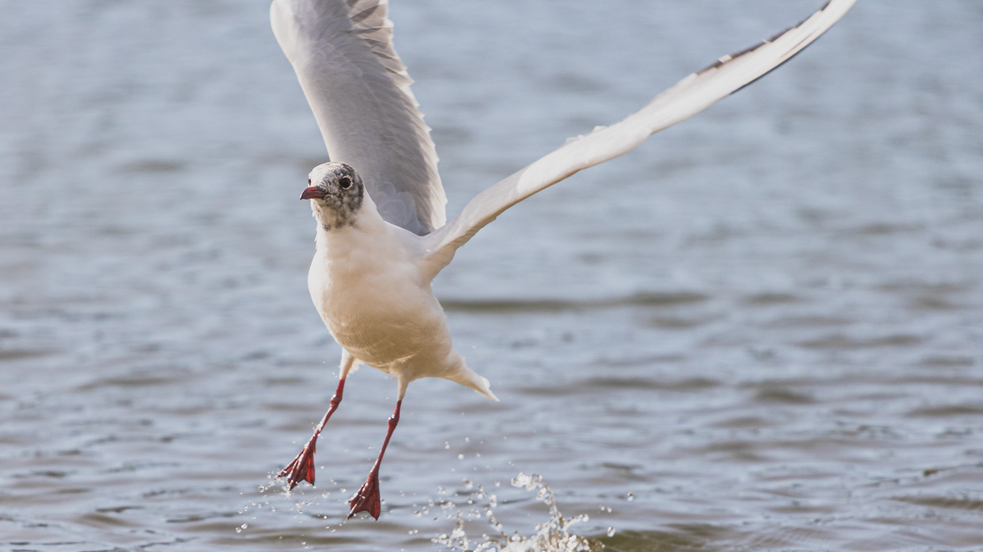 Seagull taking flight to catch bread