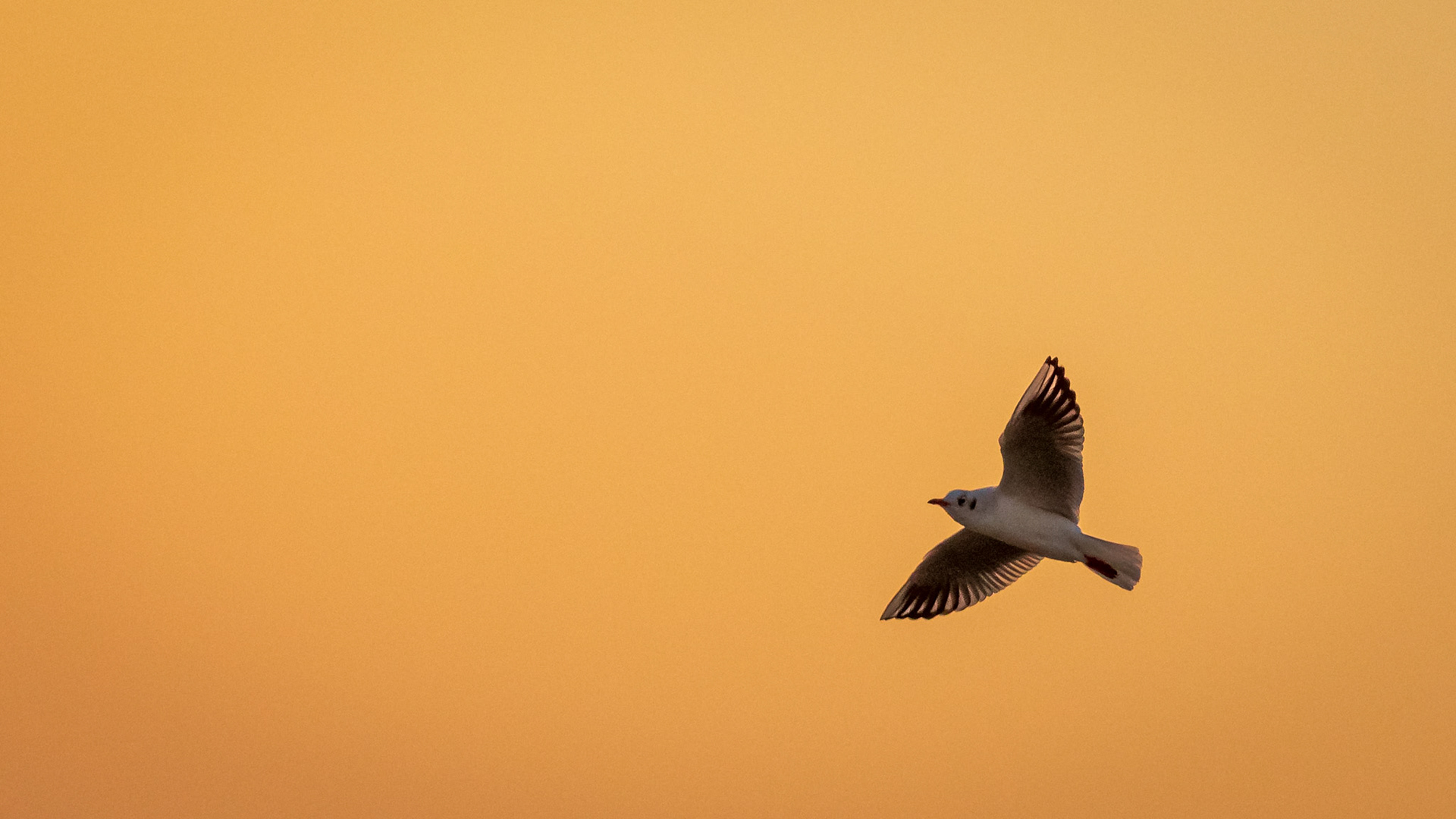 Seagull flying