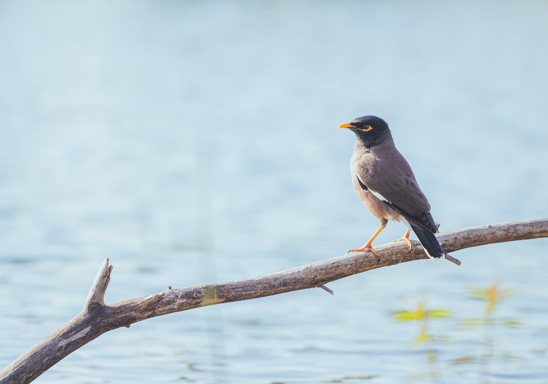 Beautiful myna standing on a broken branch near the lake