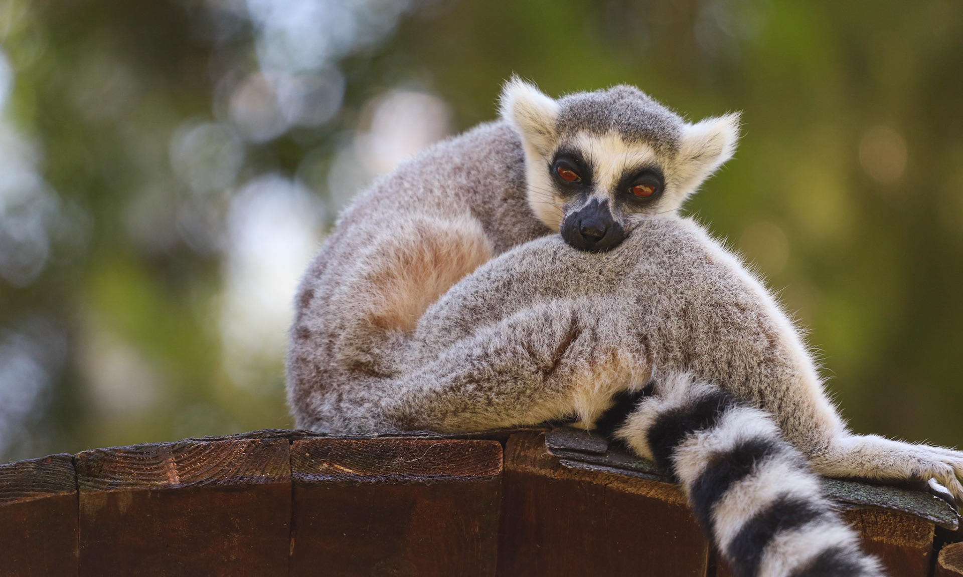Lemoore sitting on tree house
