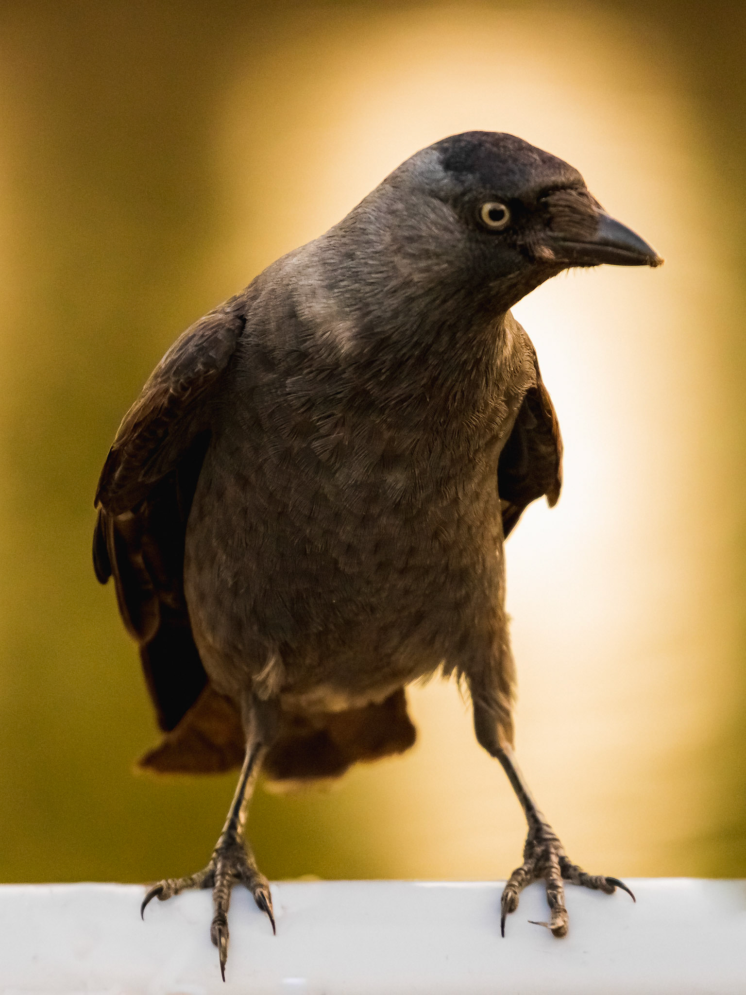 Comman Raven standing on bench