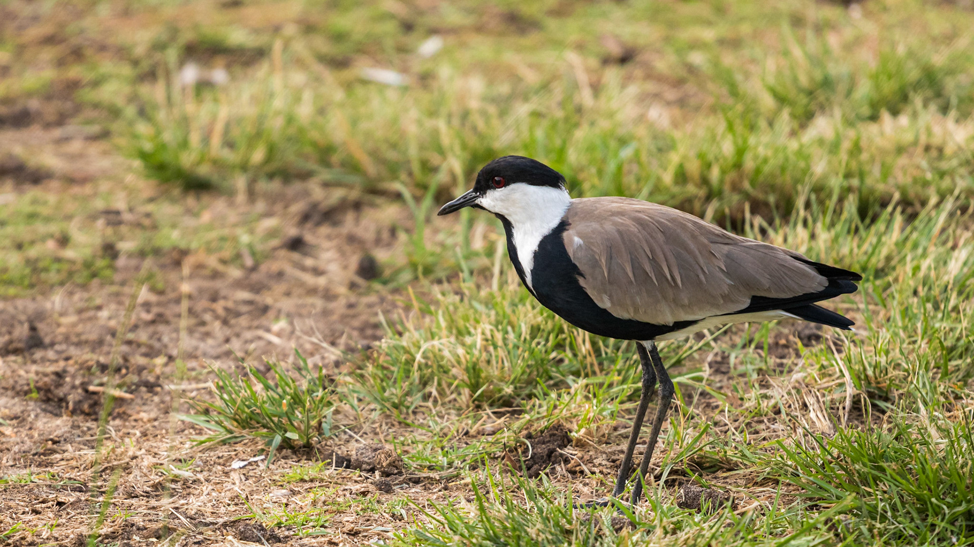Beautiful bird looking for food in the park
