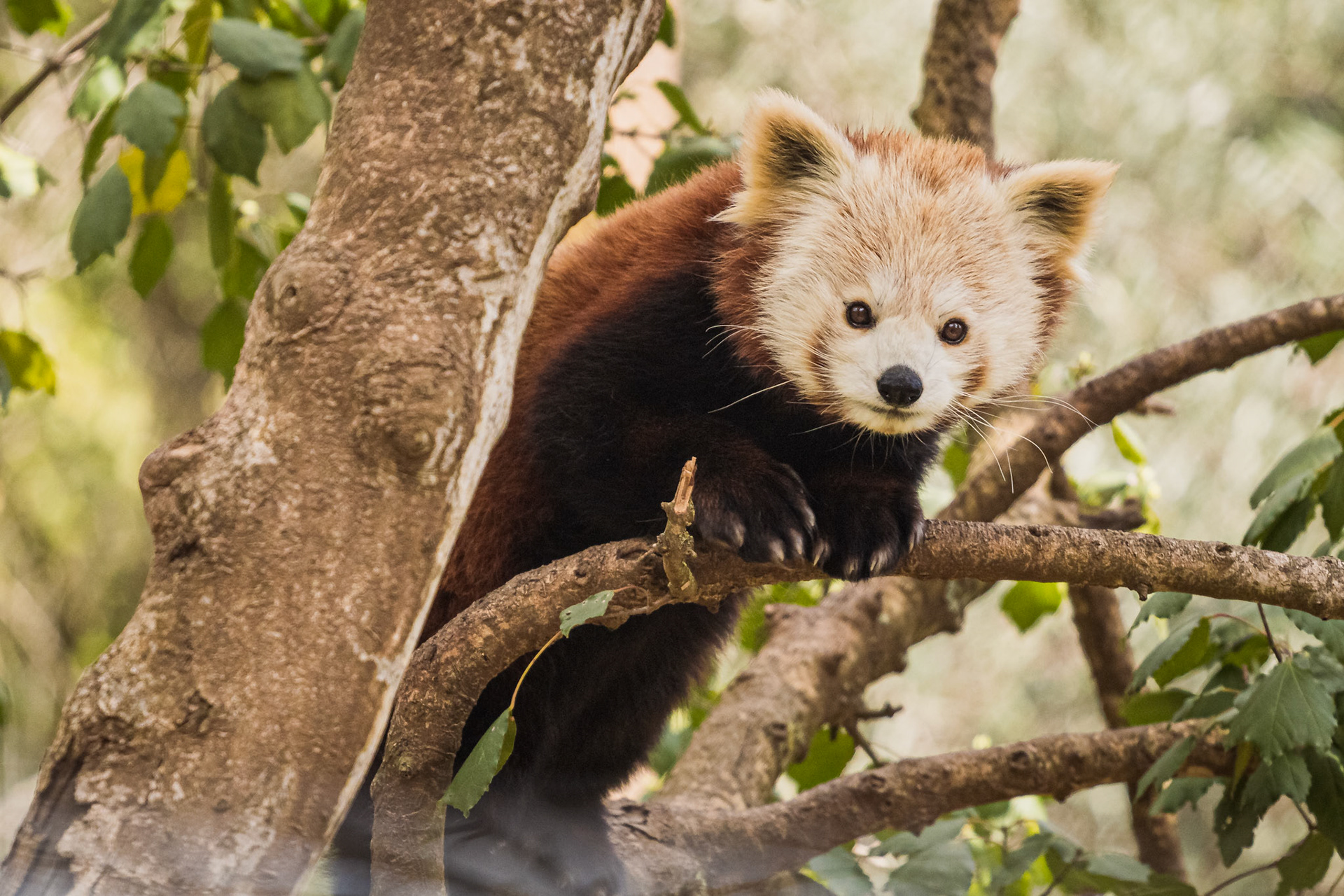 Red Panda climbing in the tree