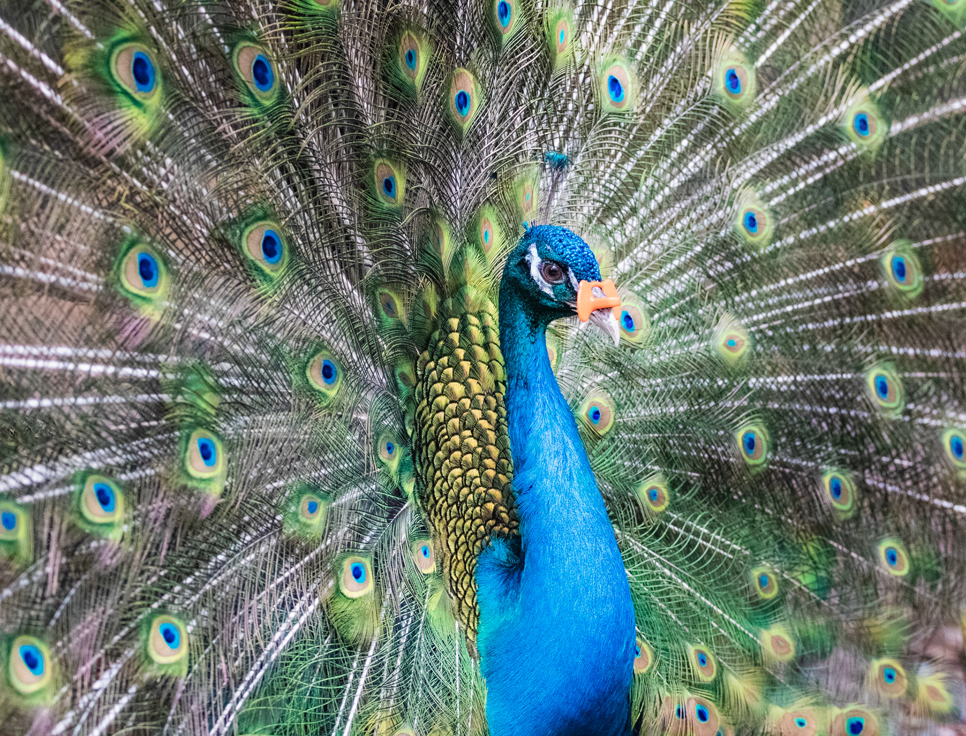 Beautiful peacock with open feathers