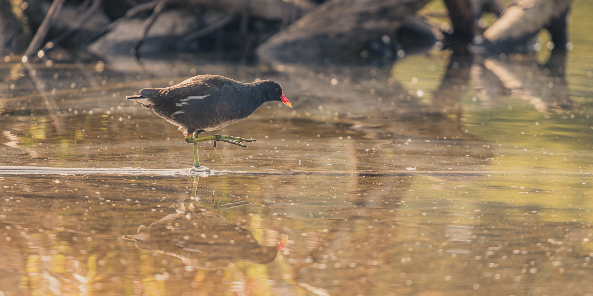 Beautiful bird walking by the water