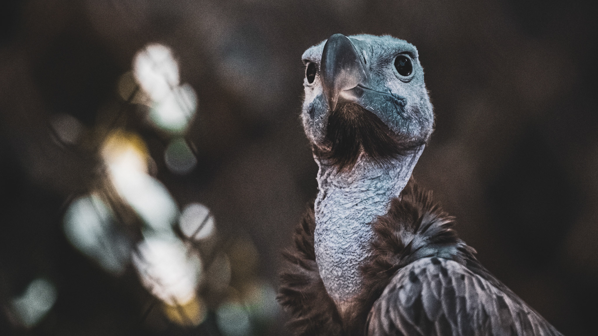 Vulture sitting in the tree