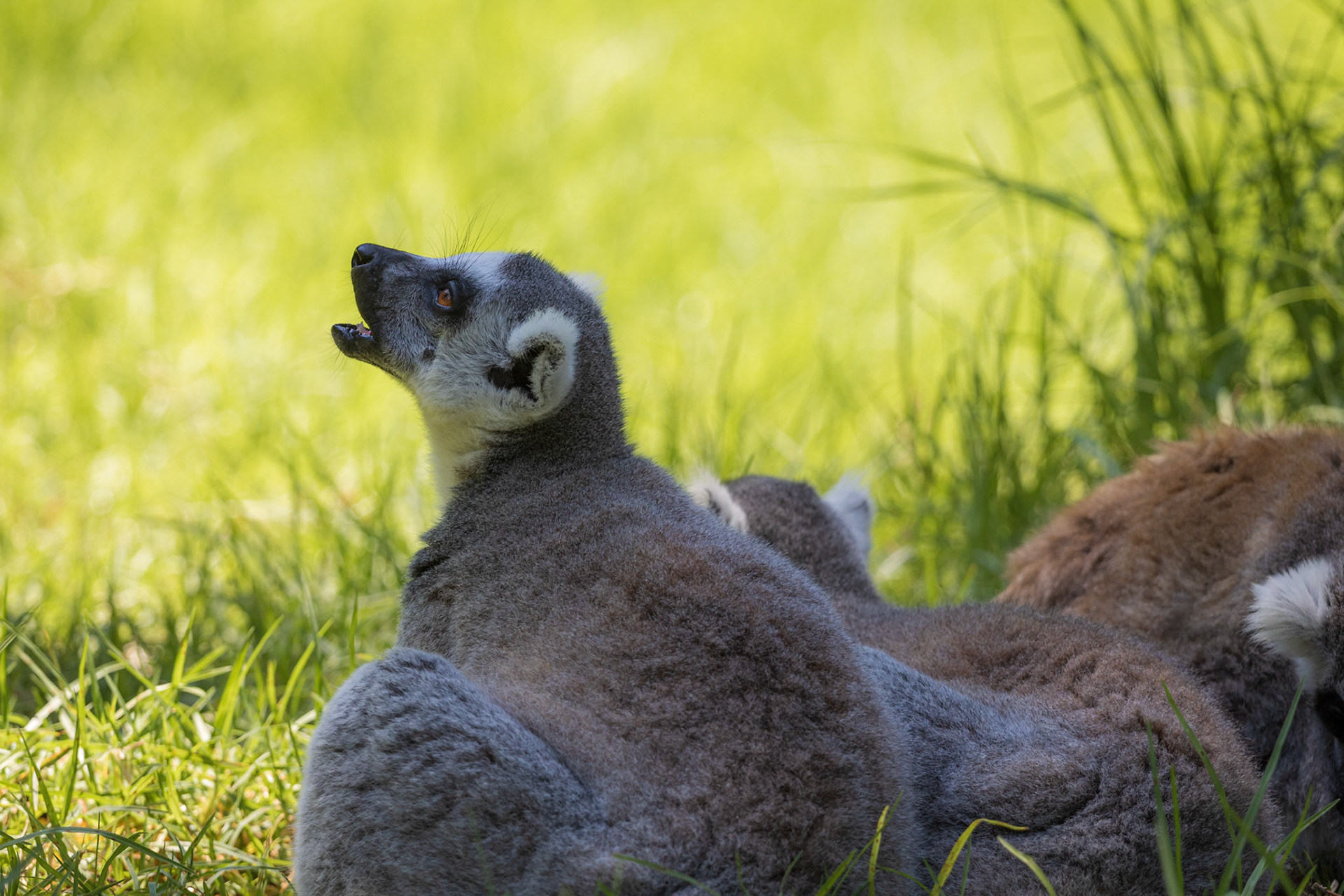 Lemoore hauling in the zoo