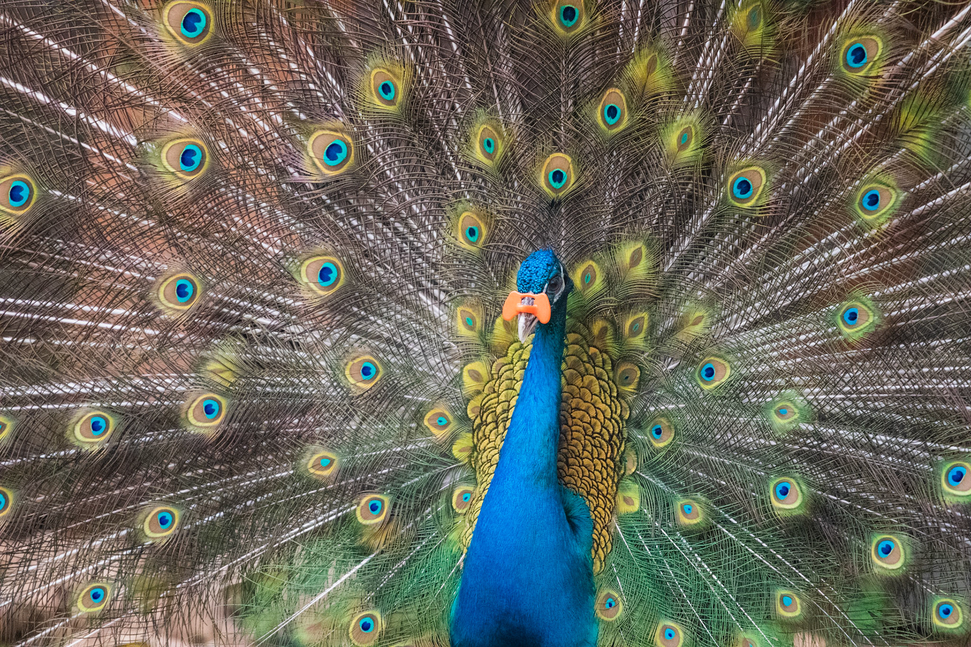 Beautiful peacock with open feathers