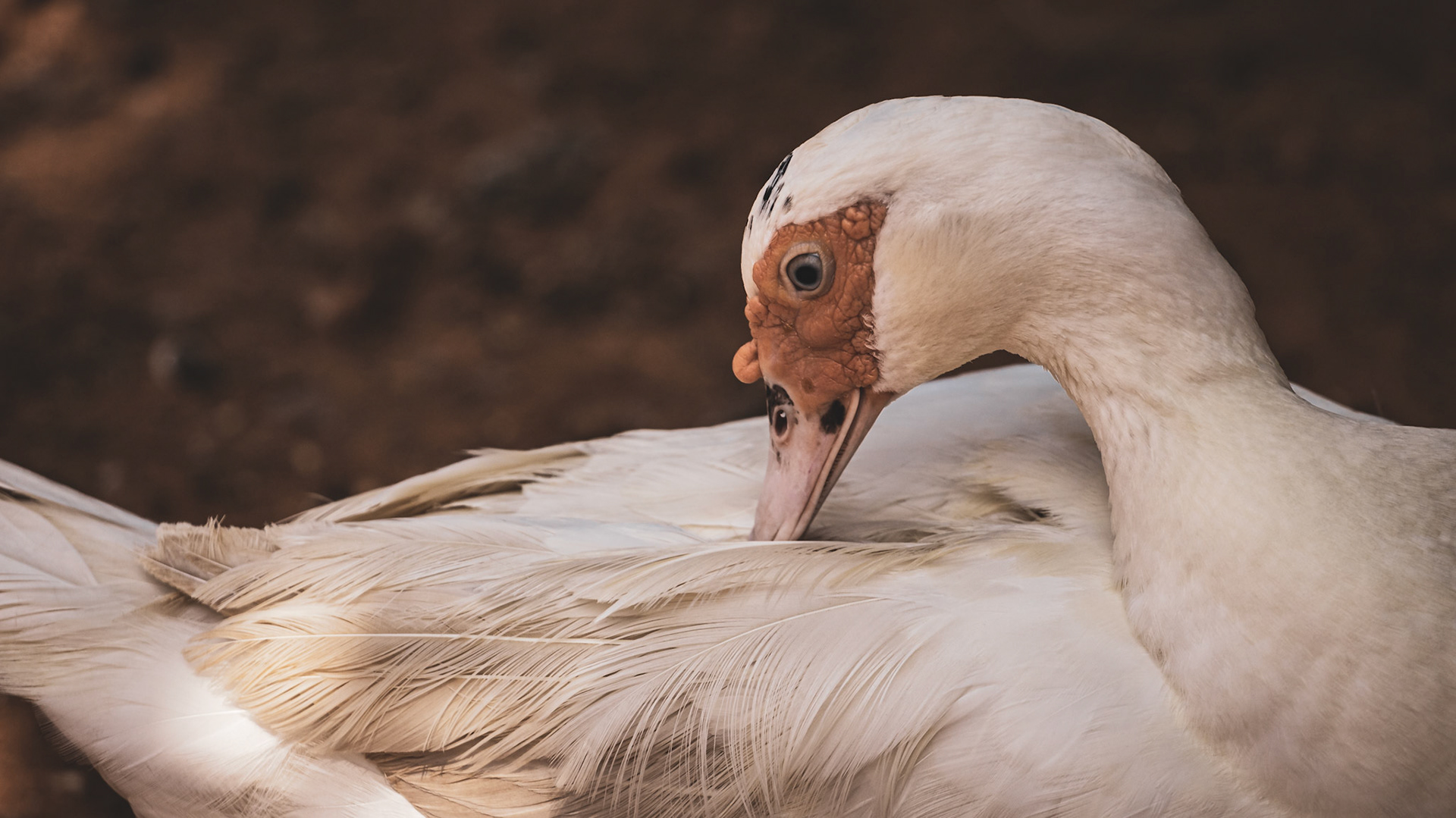 beautiful bird scratching feathers