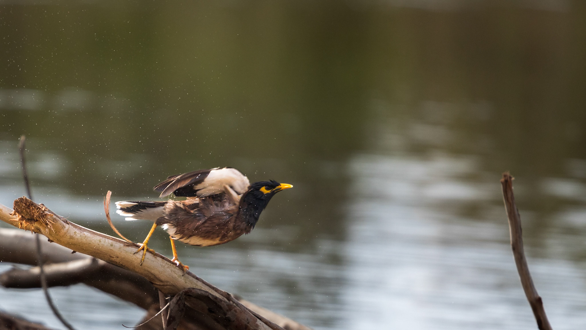 Beautiful myna taking flight