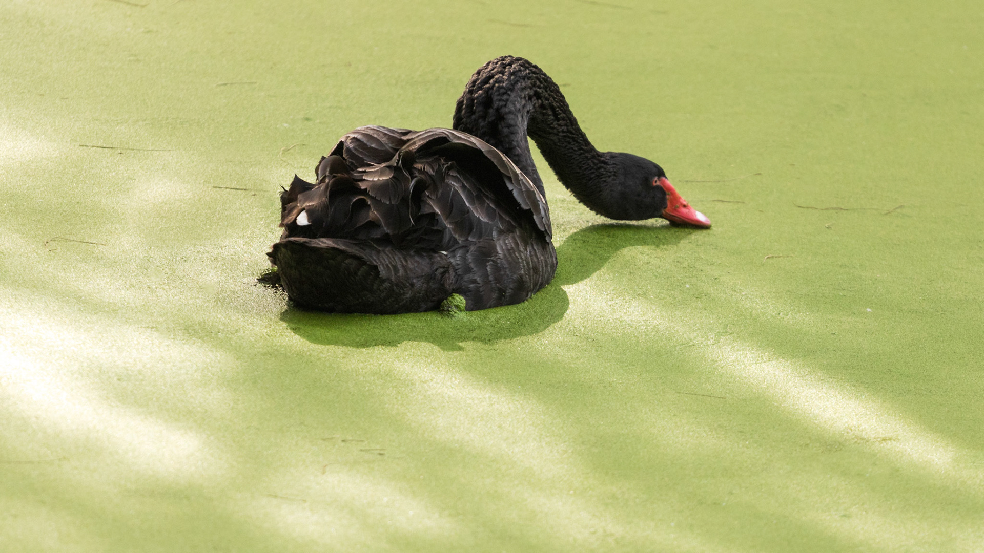 Beautiful black swan swiming in the lake