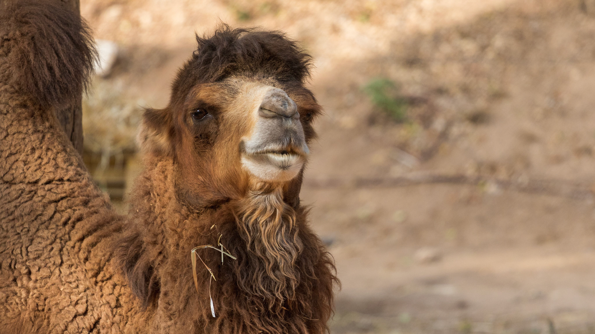 camel sitting and eating hay
