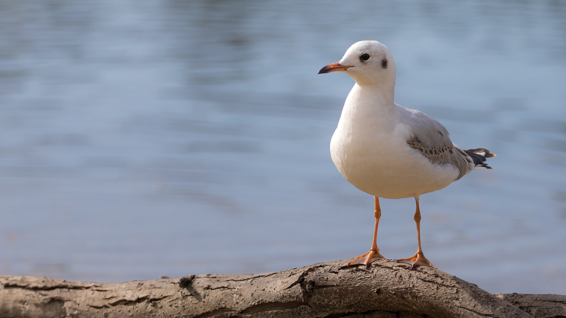 Beautiful seagull standing on a branch by the water