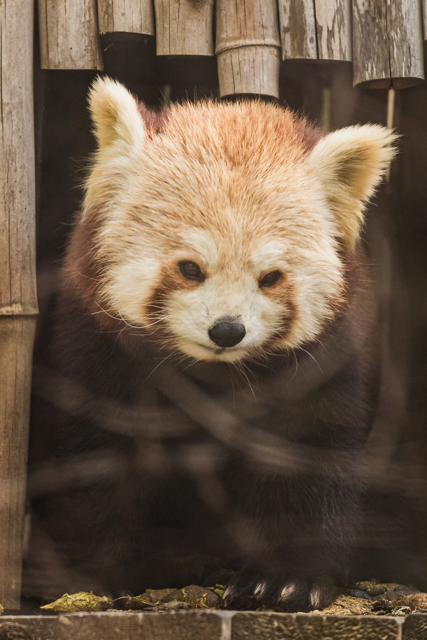 Red Panda inside wooden house in the tree