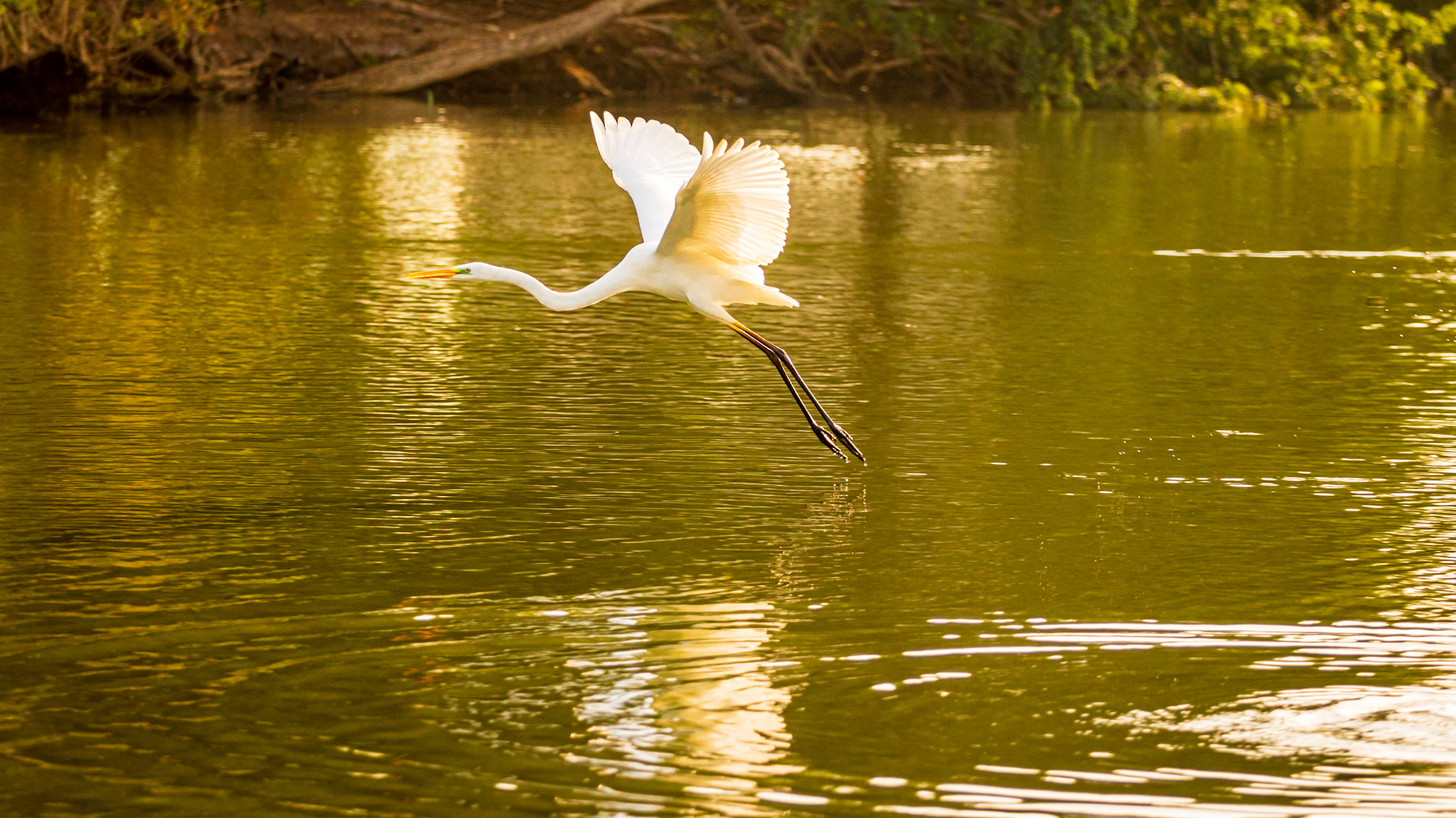 Beautiful white swan taking flight in the lake