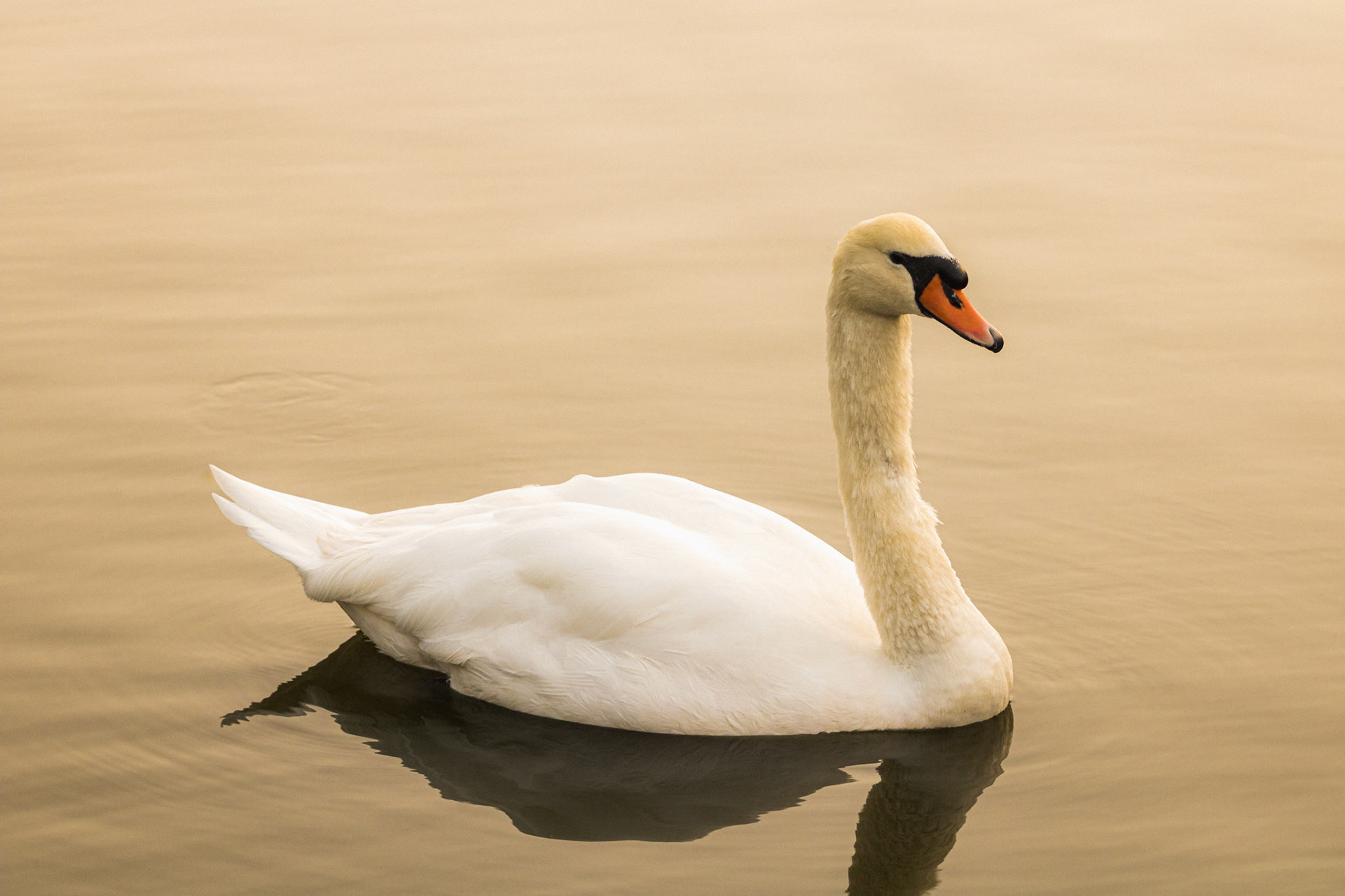 Beautiful swan swimming in the lake