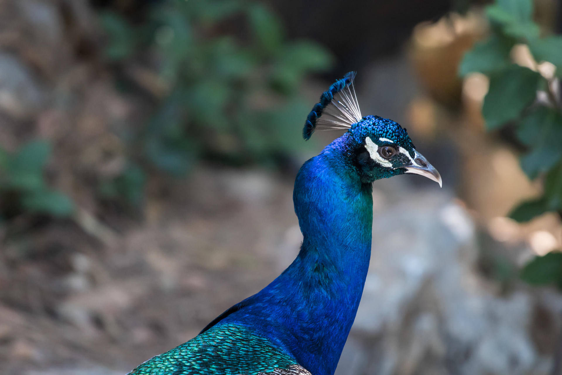 beautiful Peacock at the zoo