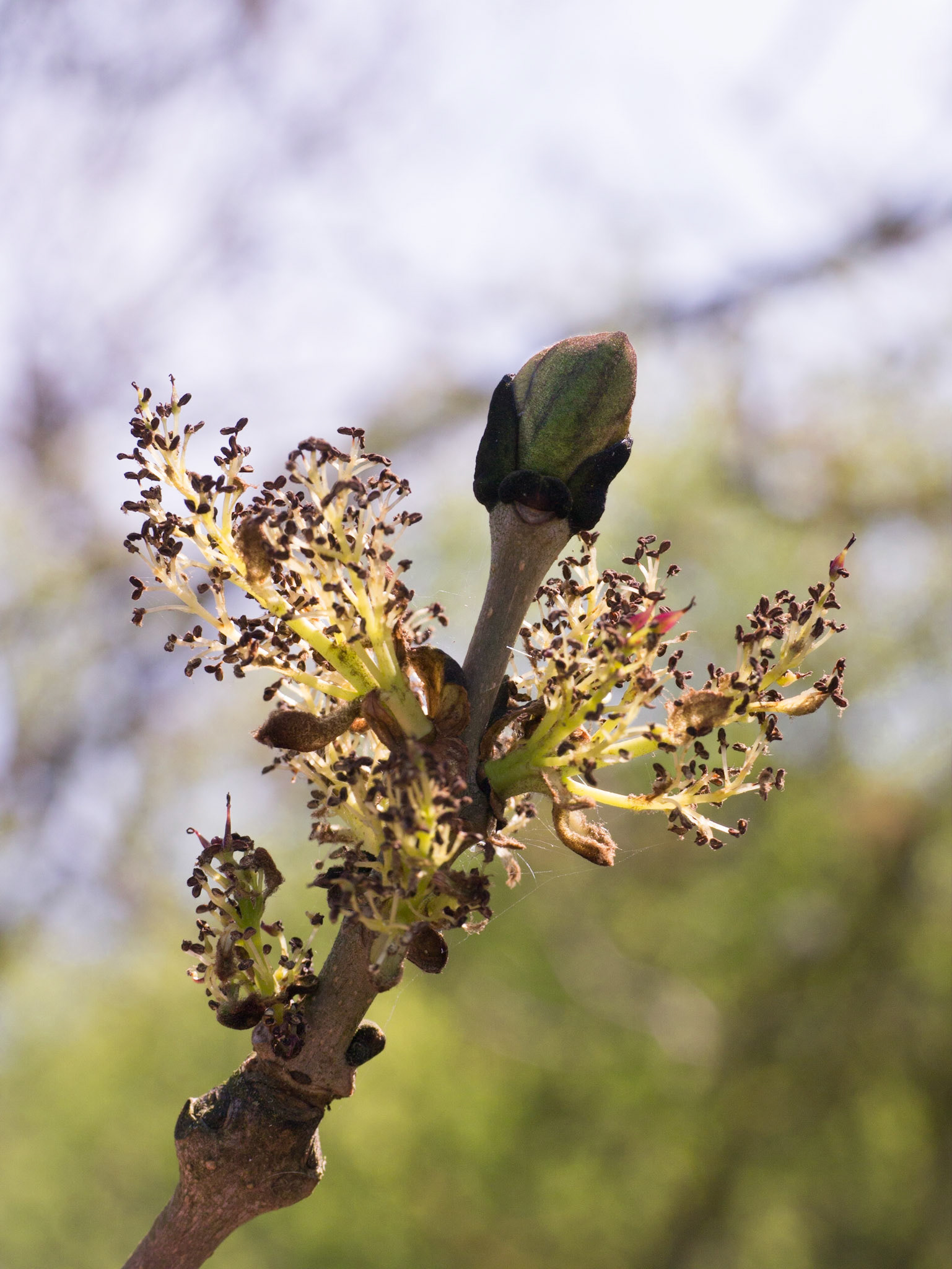 Ash flowers
