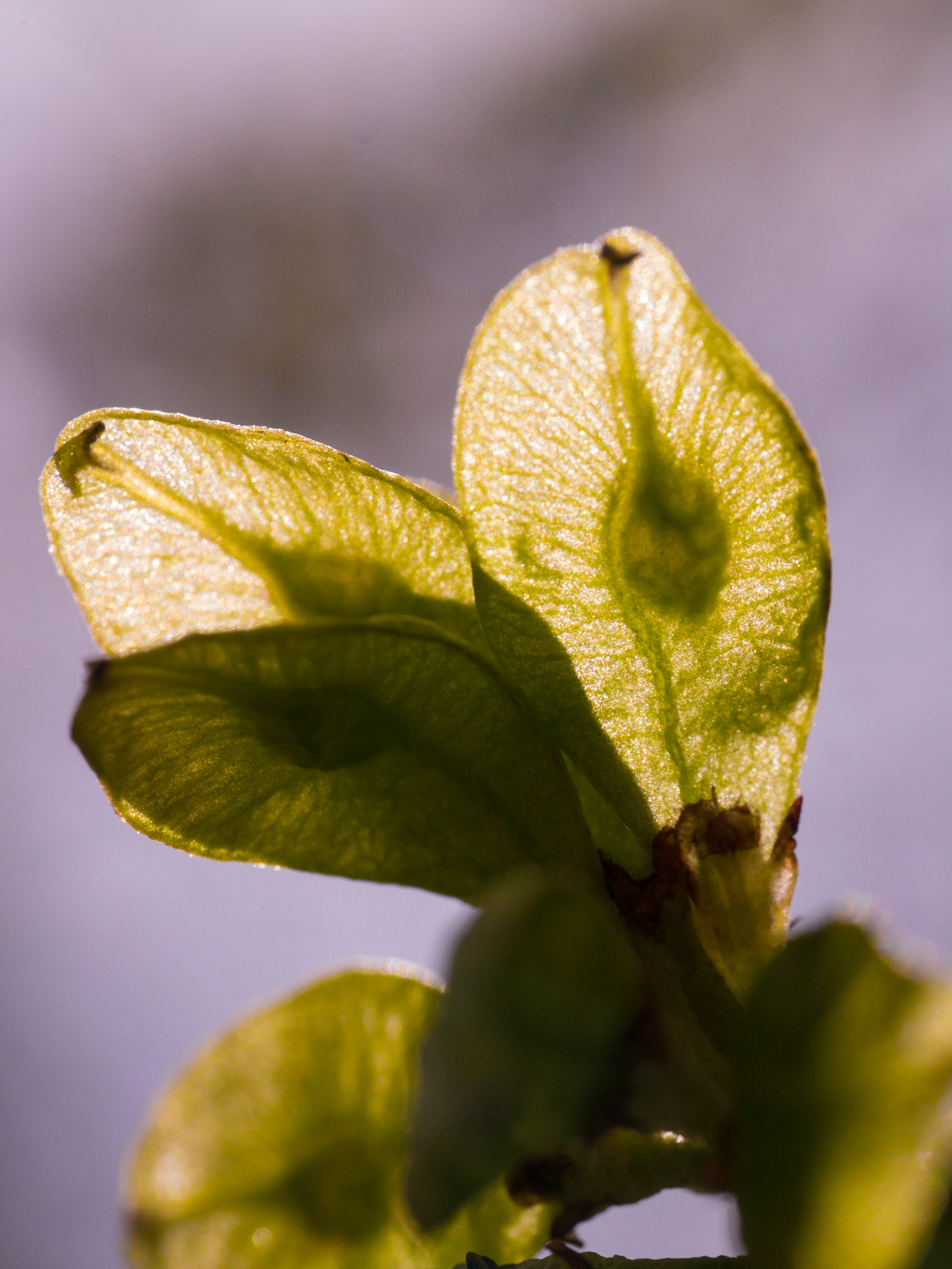 Wych elm seeds