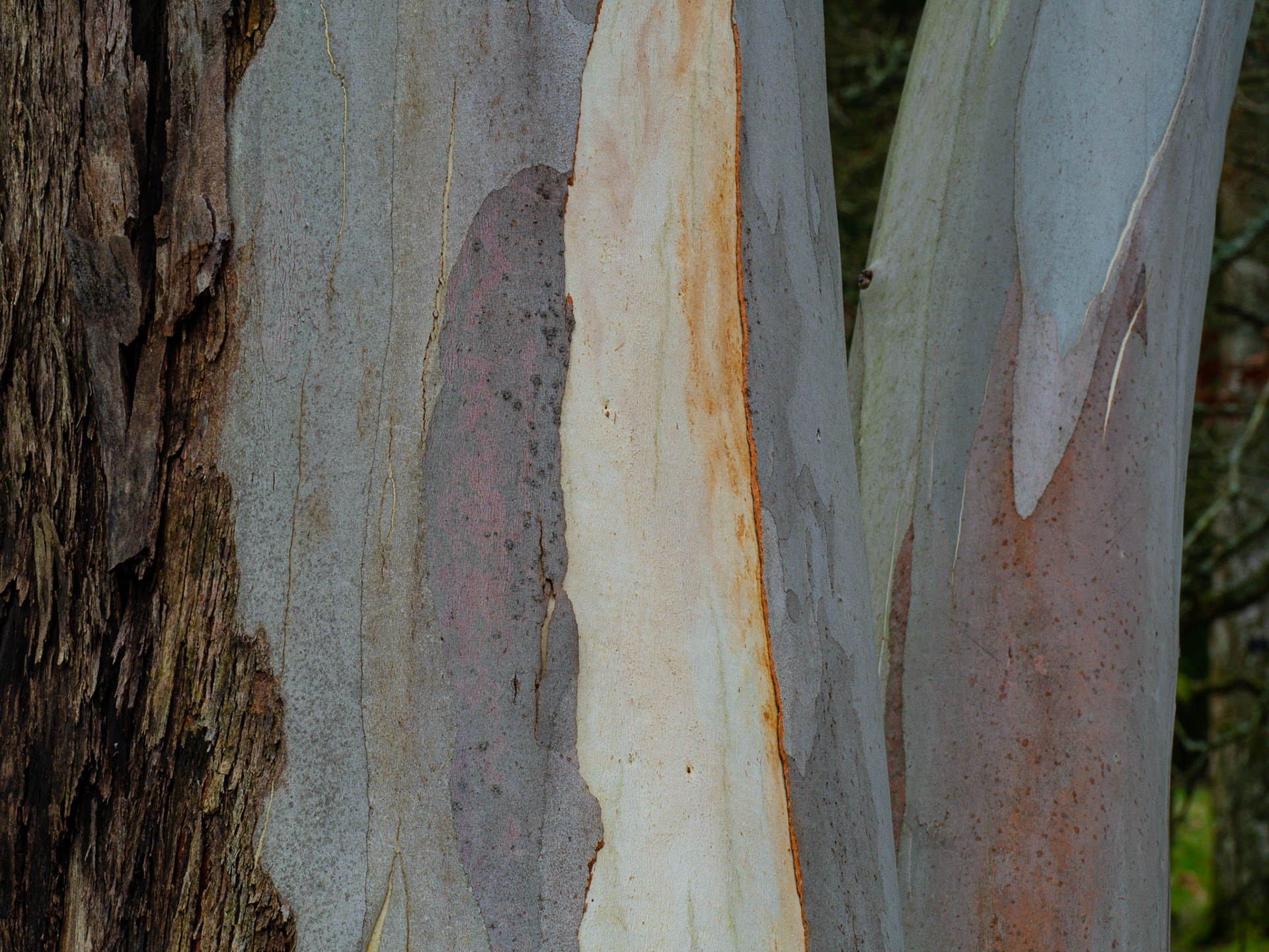 The colours of Eucalyptus pauciflora