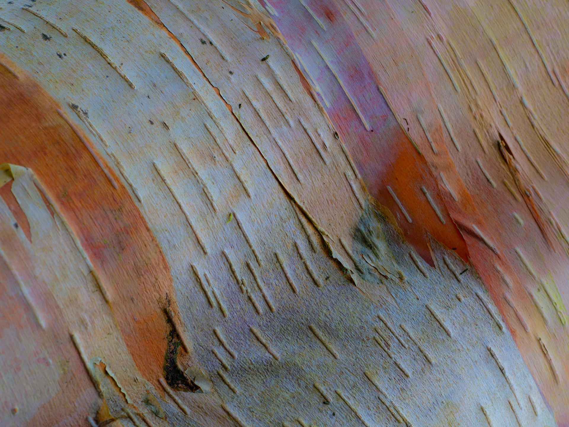 Birch bark colours