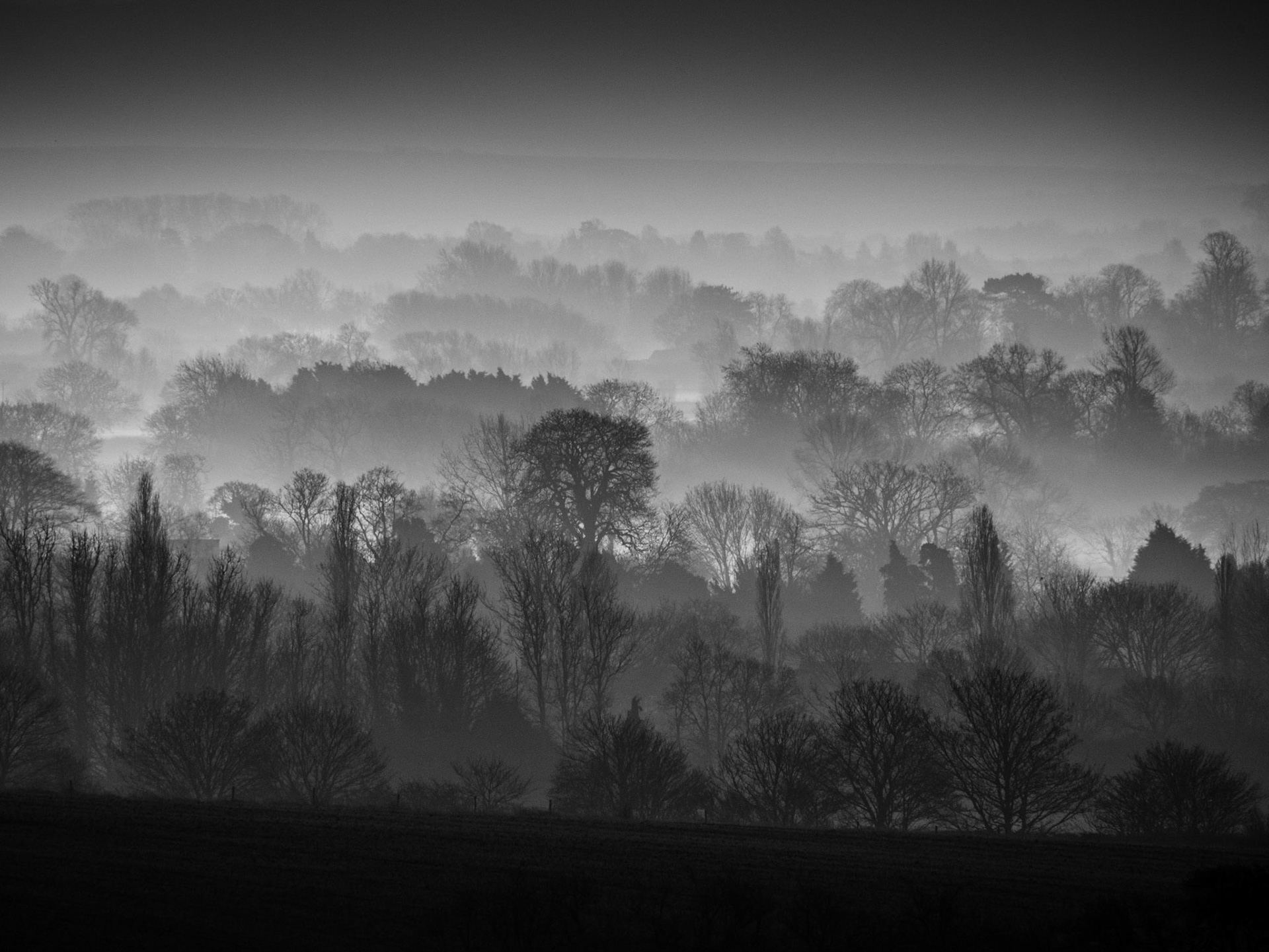 Winter Solstice Treescape, Oxfordshire