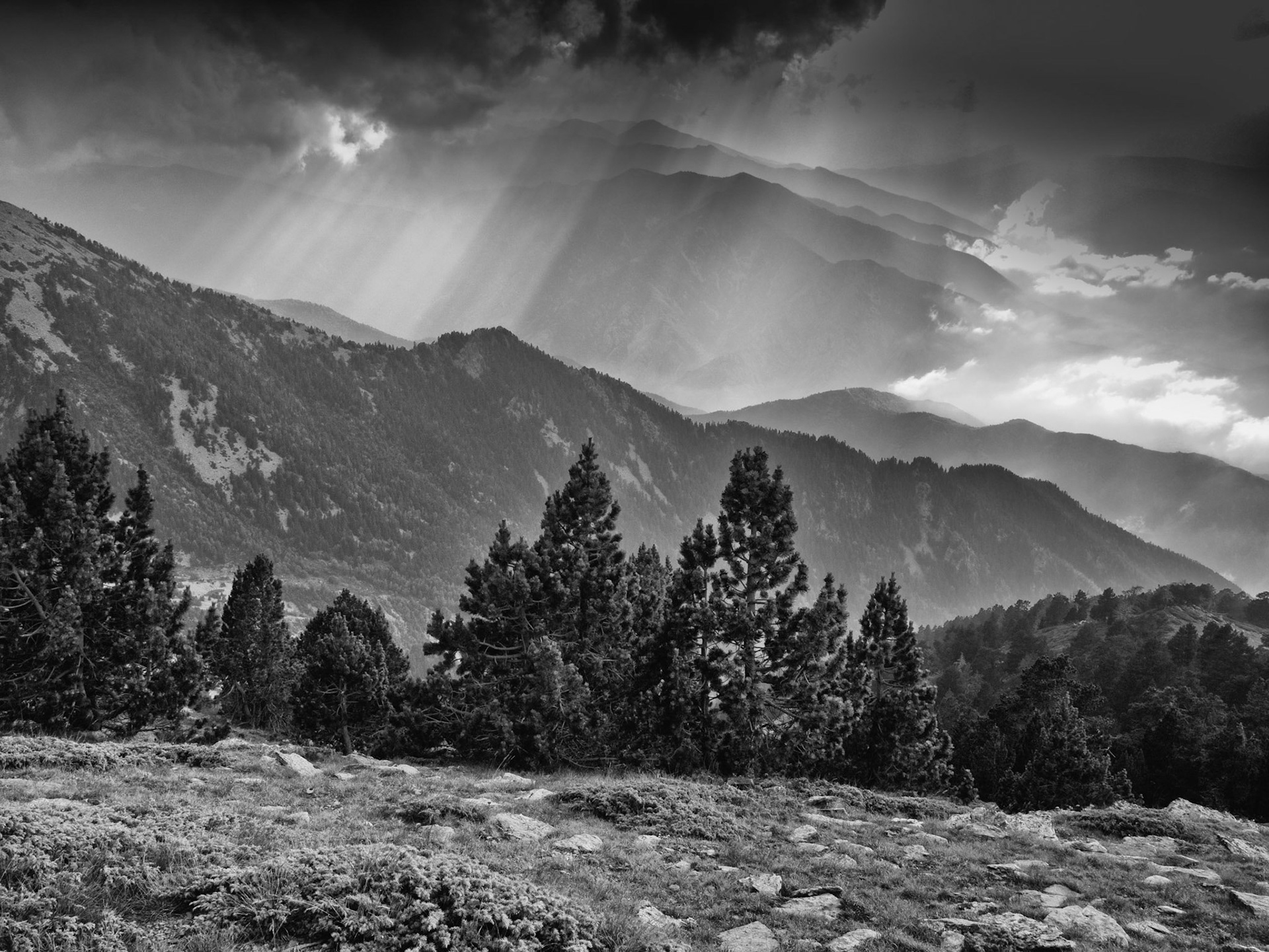 Pines in the Pyrenees